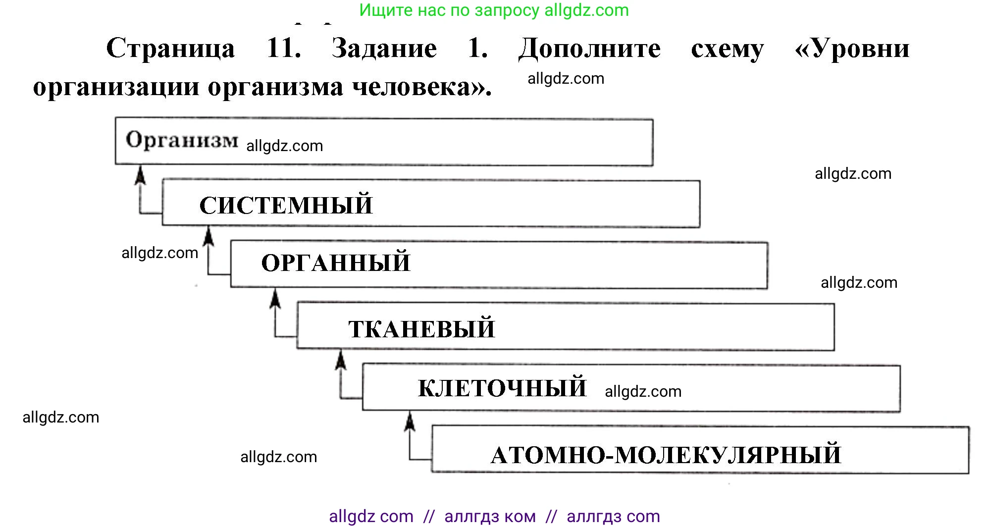 Биология, 8 класс рабочая тетрадь, авторы: Пасечник Владимир Васильевич, Швецов Глеб Геннадьевич, издательство Просвещение, Москва, 2019, страница 11, номер 1, Решение 1