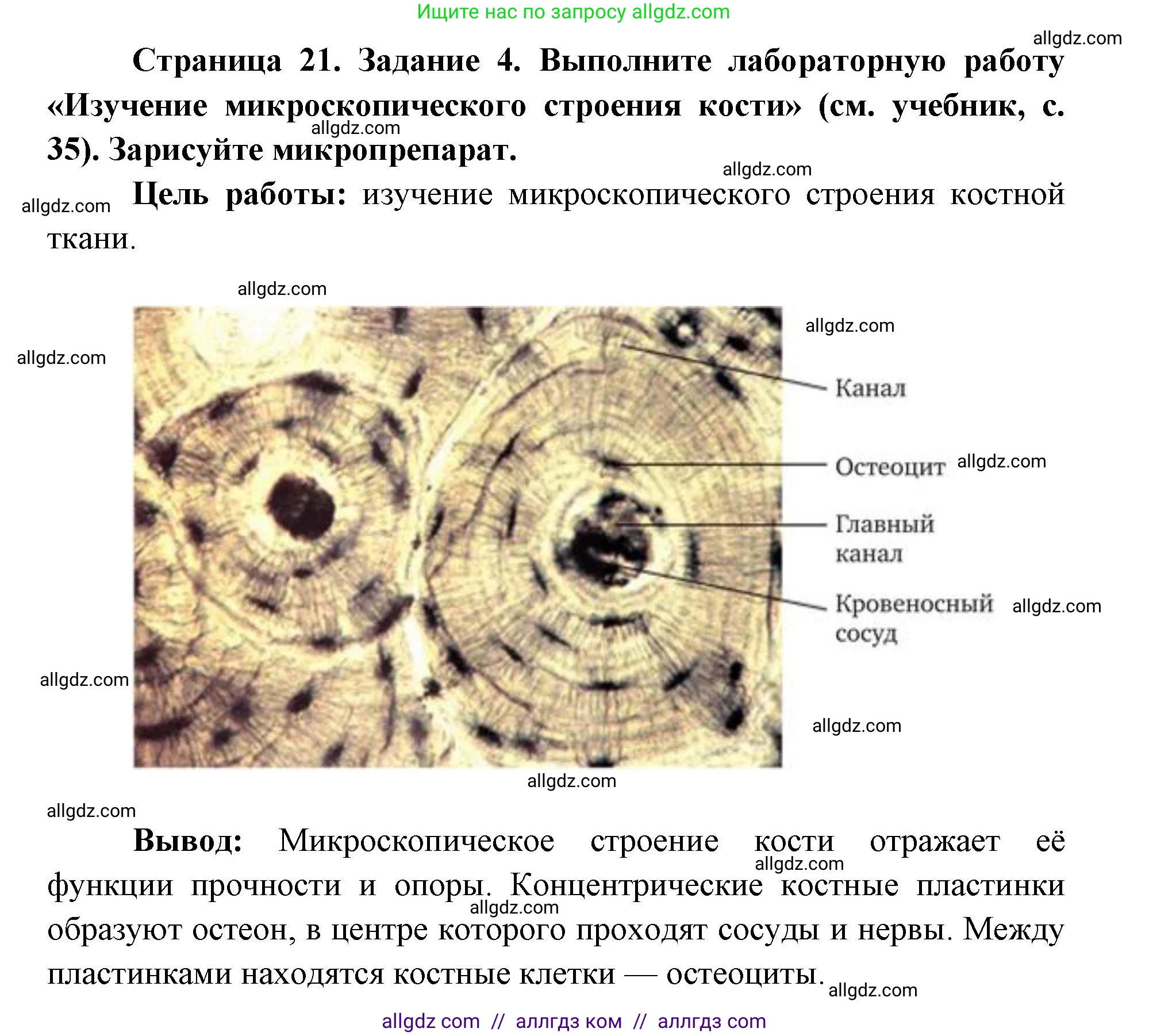 Биология, 8 класс рабочая тетрадь, авторы: Пасечник Владимир Васильевич, Швецов Глеб Геннадьевич, издательство Просвещение, Москва, 2019, страница 21, номер 4, Решение 1