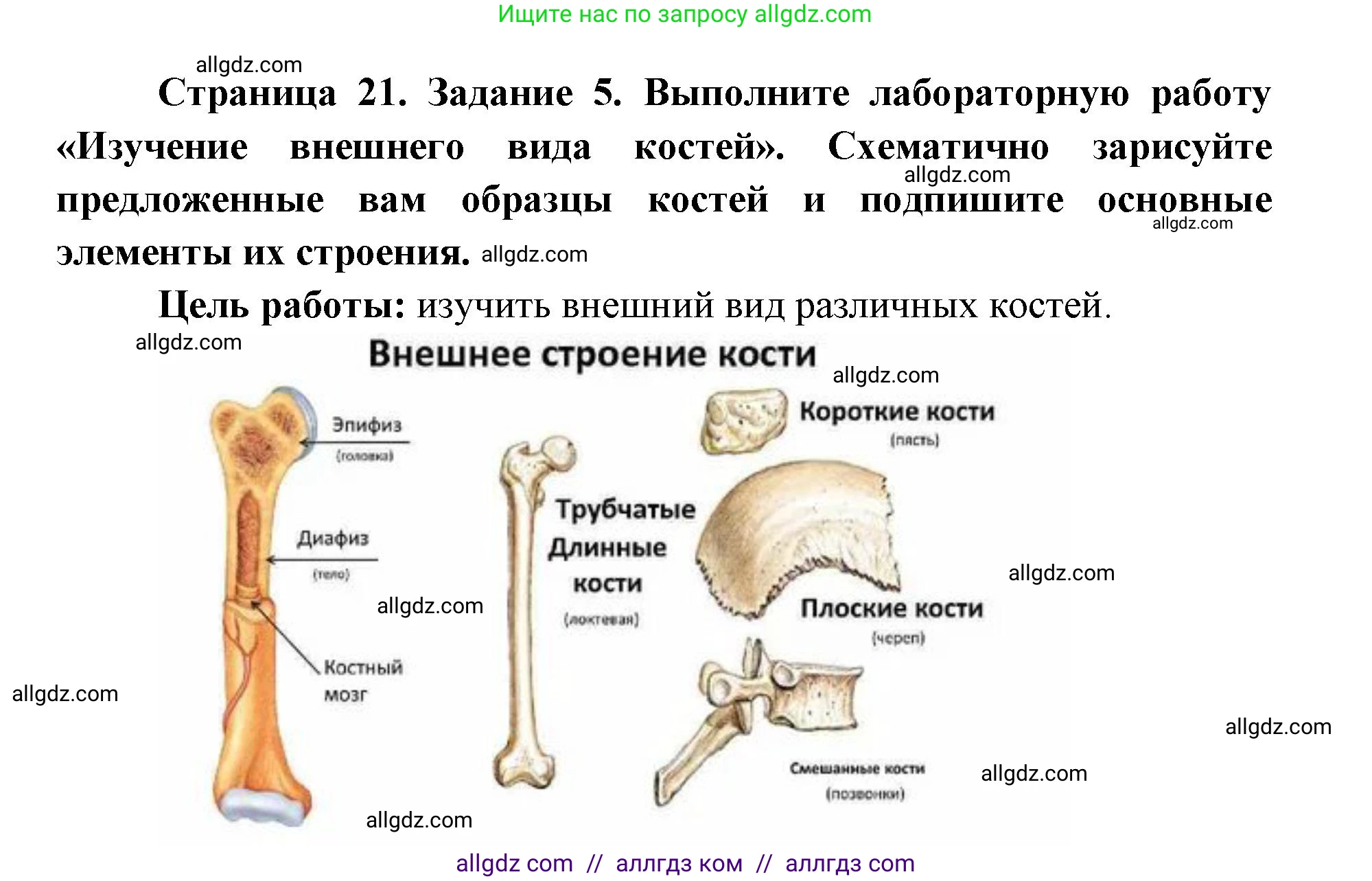 Биология, 8 класс рабочая тетрадь, авторы: Пасечник Владимир Васильевич, Швецов Глеб Геннадьевич, издательство Просвещение, Москва, 2019, страница 21, номер 5, Решение 1