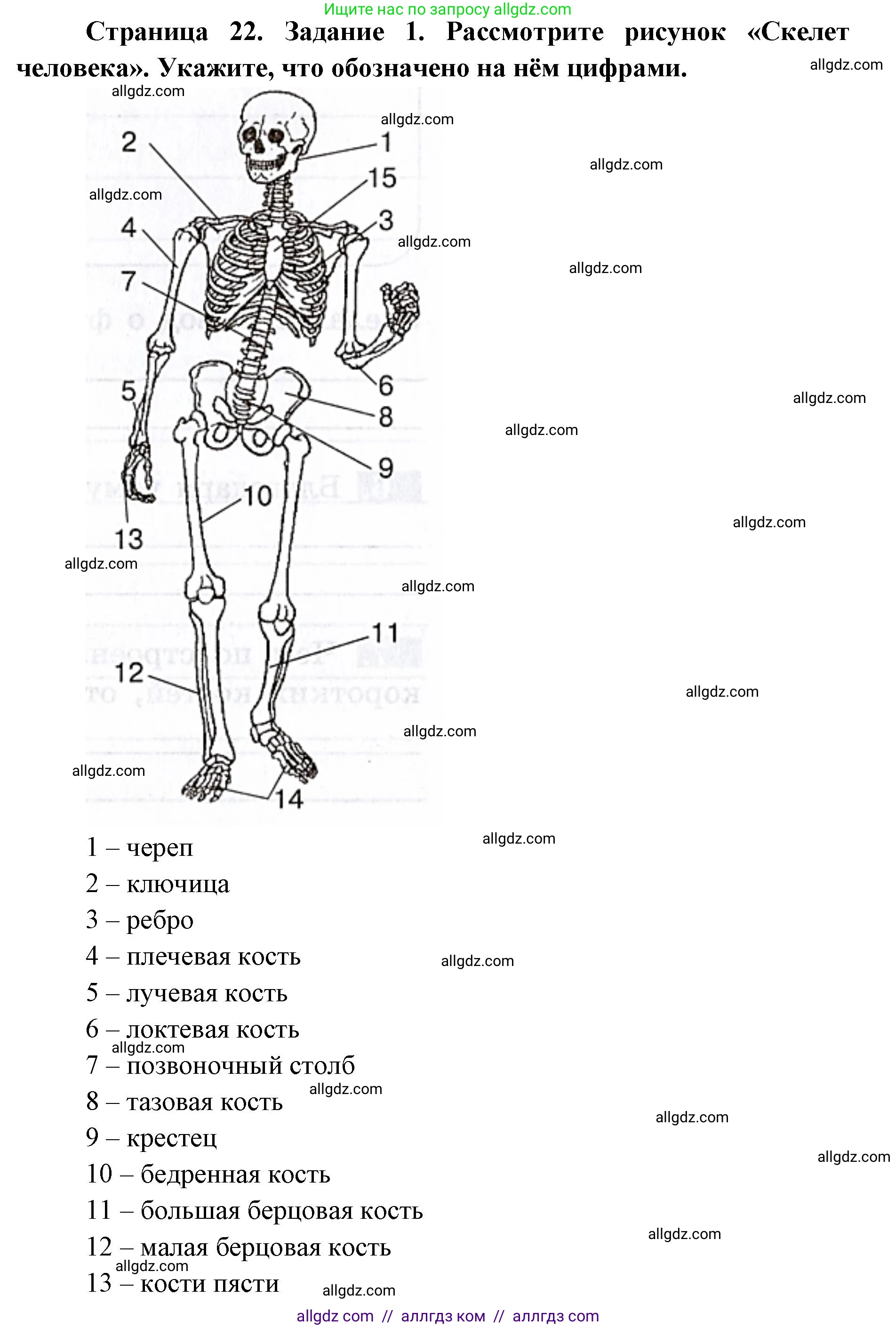 Биология, 8 класс рабочая тетрадь, авторы: Пасечник Владимир Васильевич, Швецов Глеб Геннадьевич, издательство Просвещение, Москва, 2019, страница 22, номер 1, Решение 1