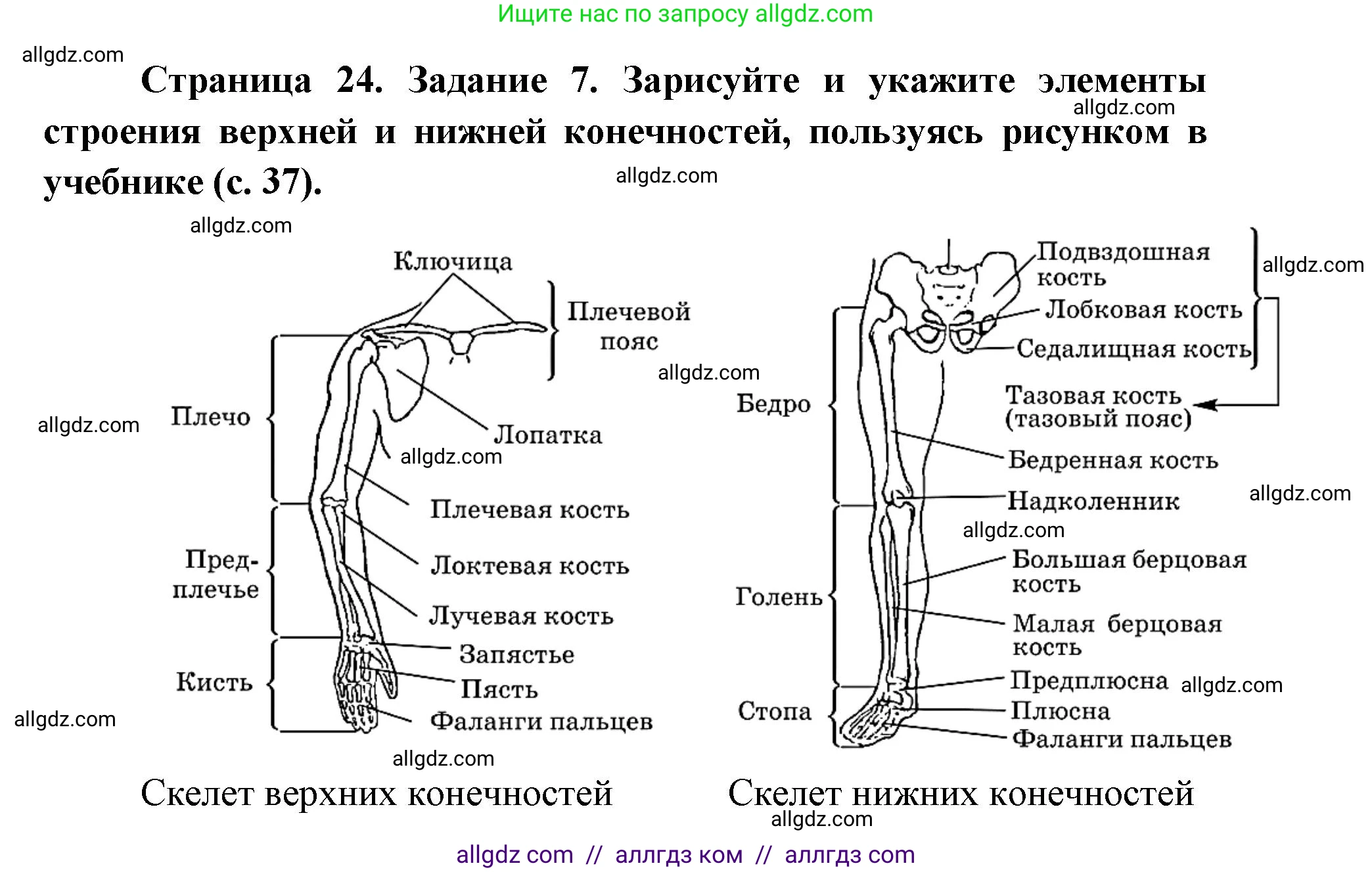 Биология, 8 класс рабочая тетрадь, авторы: Пасечник Владимир Васильевич, Швецов Глеб Геннадьевич, издательство Просвещение, Москва, 2019, страница 24, номер 7, Решение 1