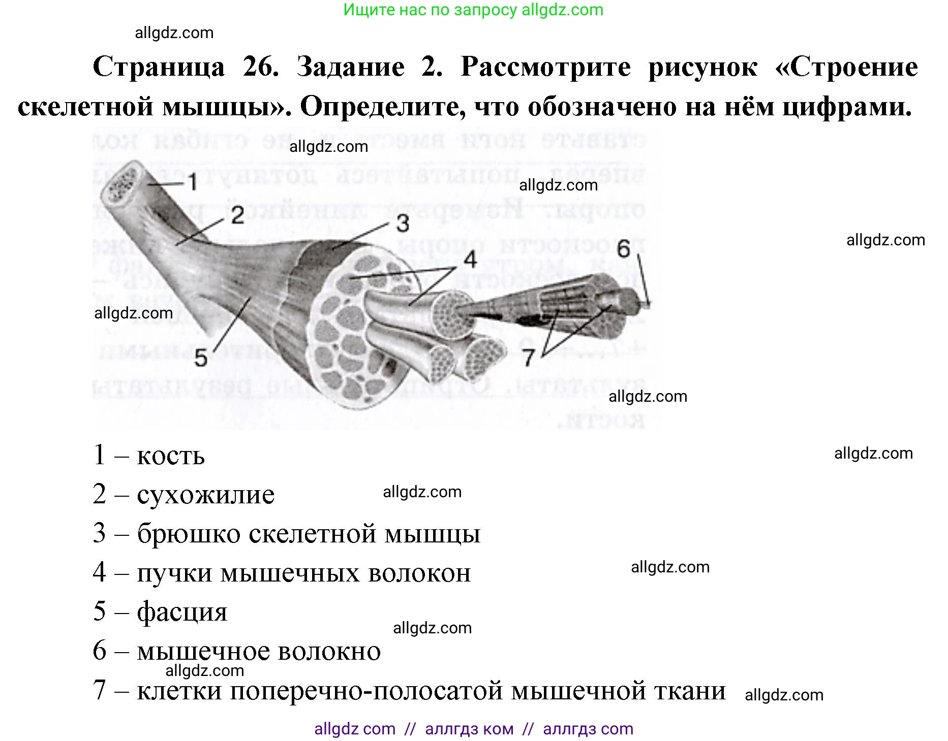 Биология, 8 класс рабочая тетрадь, авторы: Пасечник Владимир Васильевич, Швецов Глеб Геннадьевич, издательство Просвещение, Москва, 2019, страница 26, номер 2, Решение 1