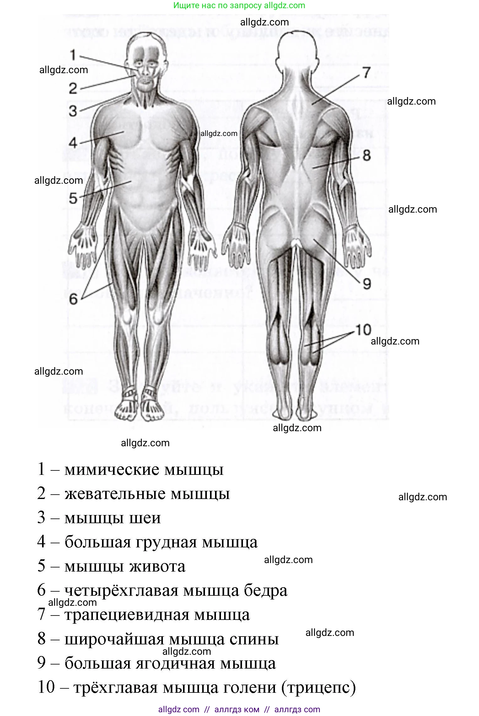 Биология, 8 класс рабочая тетрадь, авторы: Пасечник Владимир Васильевич, Швецов Глеб Геннадьевич, издательство Просвещение, Москва, 2019, страница 26, номер 3, Решение 1 (продолжение 2)