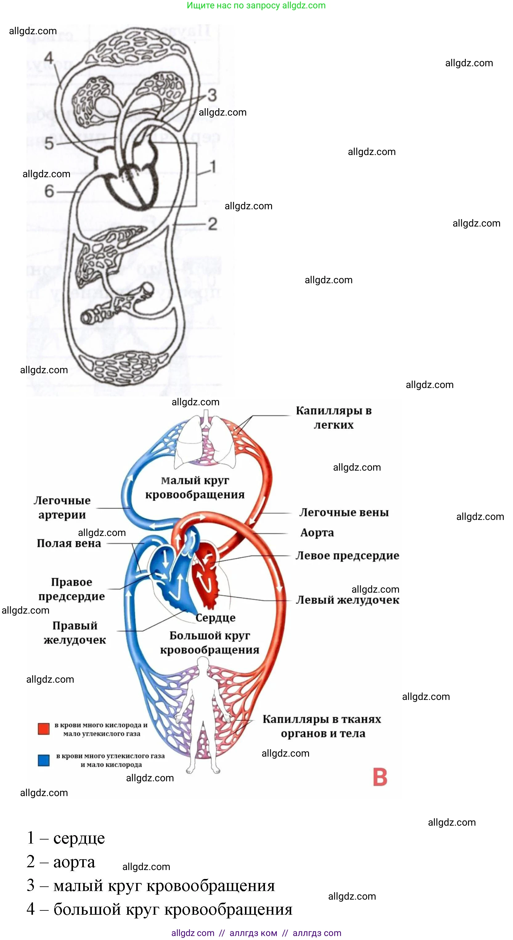 Биология, 8 класс рабочая тетрадь, авторы: Пасечник Владимир Васильевич, Швецов Глеб Геннадьевич, издательство Просвещение, Москва, 2019, страница 44, номер 3, Решение 1 (продолжение 2)