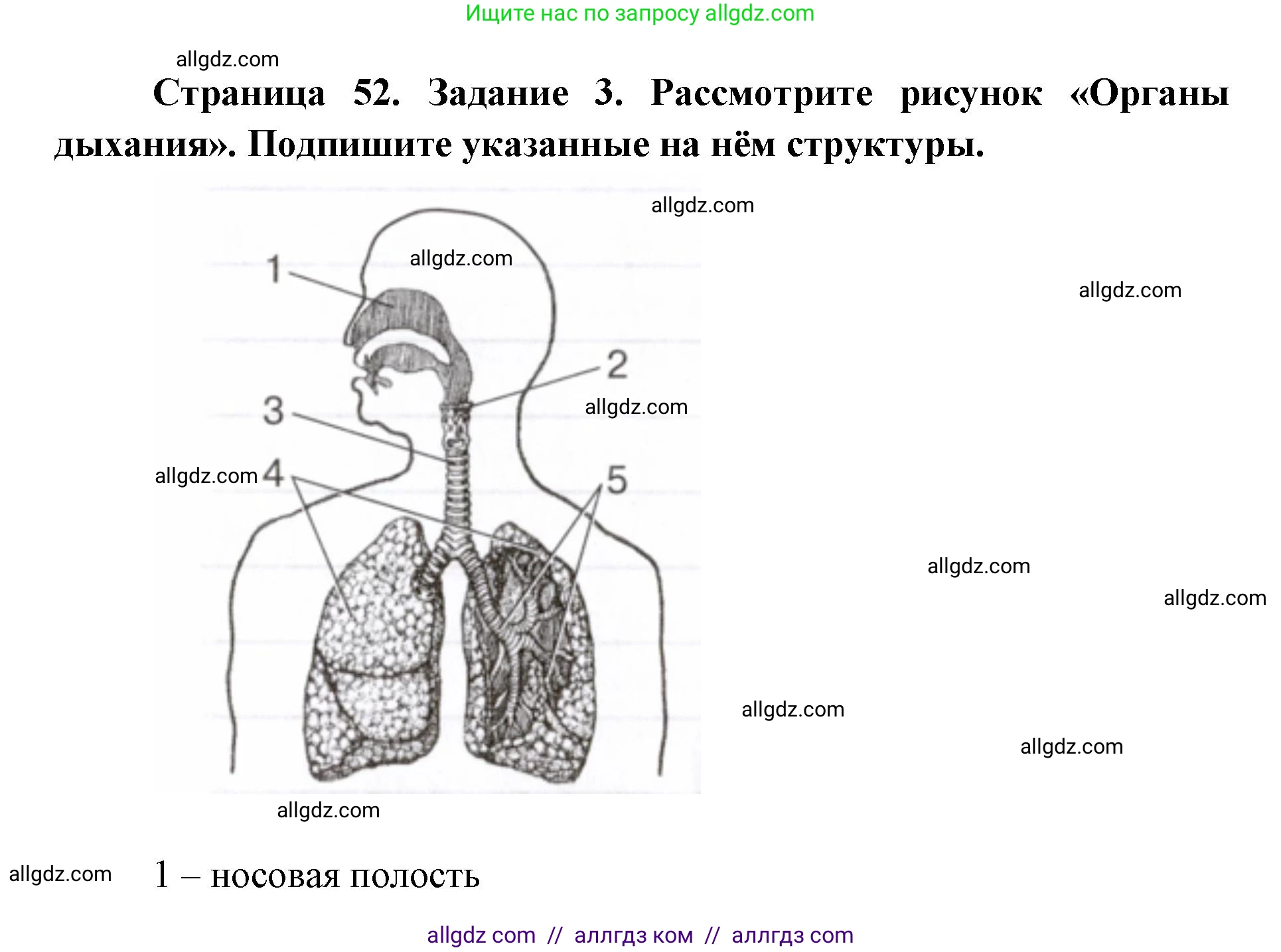 Биология, 8 класс рабочая тетрадь, авторы: Пасечник Владимир Васильевич, Швецов Глеб Геннадьевич, издательство Просвещение, Москва, 2019, страница 52, номер 3, Решение 1