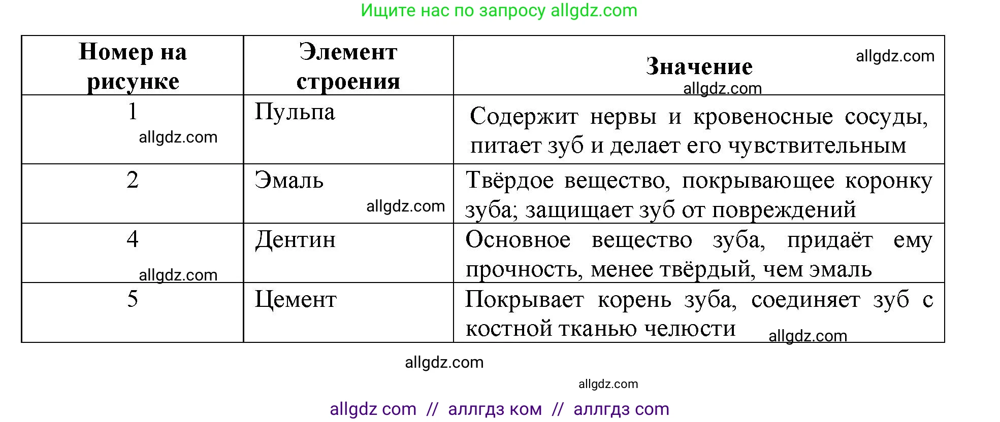 Биология, 8 класс рабочая тетрадь, авторы: Пасечник Владимир Васильевич, Швецов Глеб Геннадьевич, издательство Просвещение, Москва, 2019, страница 60, номер 2, Решение 1 (продолжение 2)