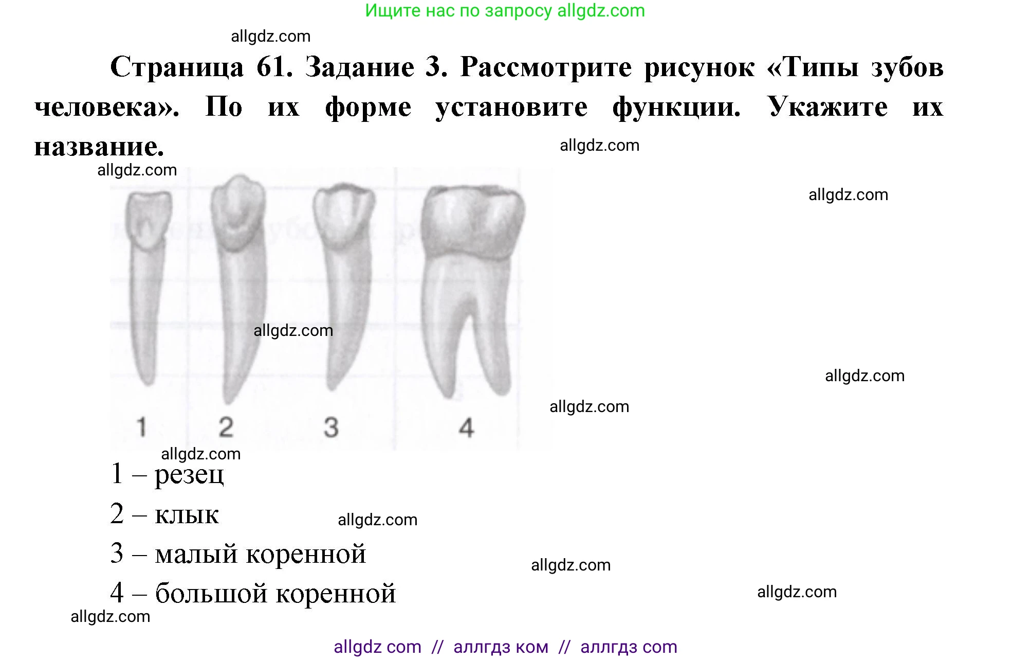 Биология, 8 класс рабочая тетрадь, авторы: Пасечник Владимир Васильевич, Швецов Глеб Геннадьевич, издательство Просвещение, Москва, 2019, страница 61, номер 3, Решение 1