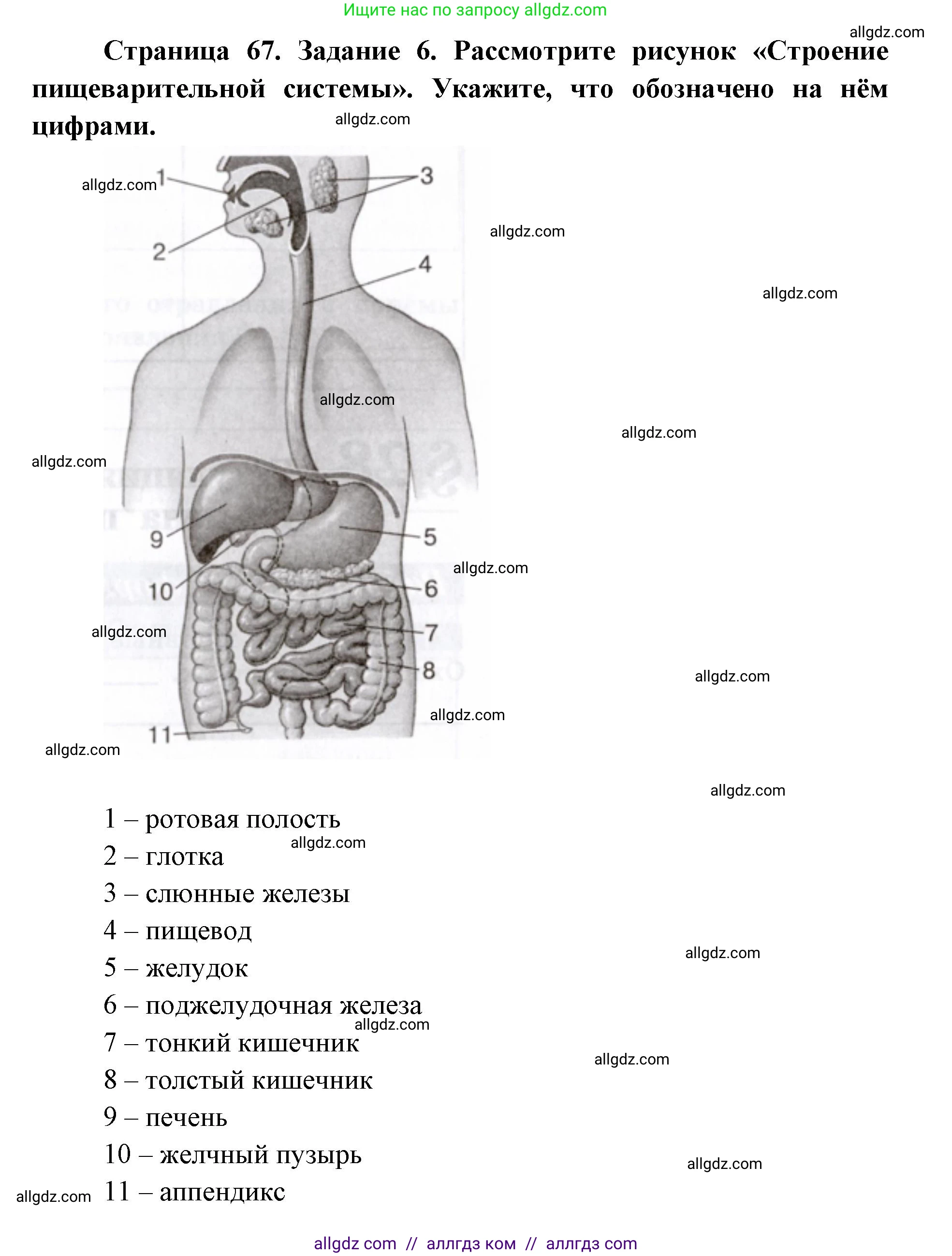 Биология, 8 класс рабочая тетрадь, авторы: Пасечник Владимир Васильевич, Швецов Глеб Геннадьевич, издательство Просвещение, Москва, 2019, страница 67, номер 6, Решение 1