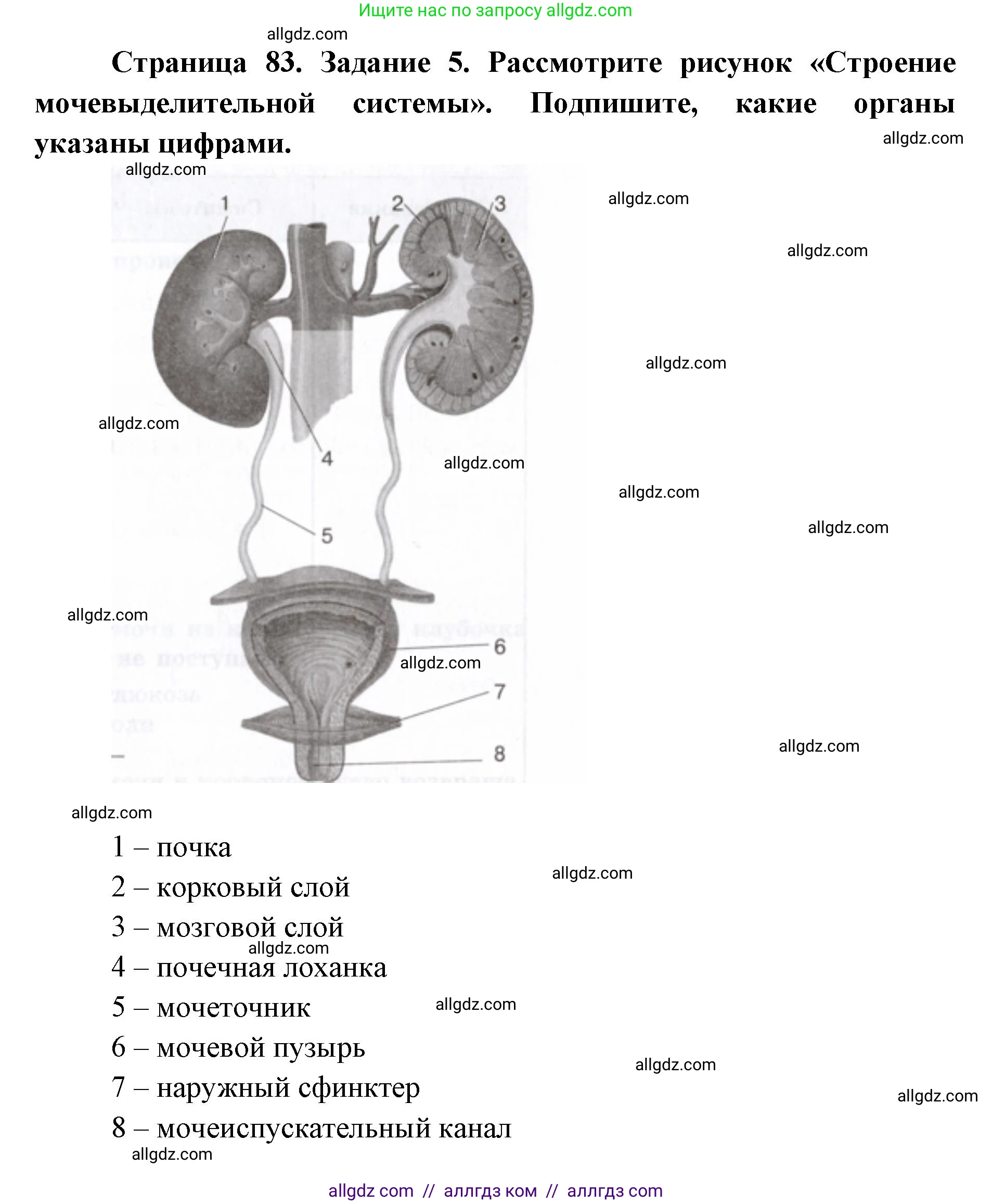 Биология, 8 класс рабочая тетрадь, авторы: Пасечник Владимир Васильевич, Швецов Глеб Геннадьевич, издательство Просвещение, Москва, 2019, страница 83, номер 5, Решение 1