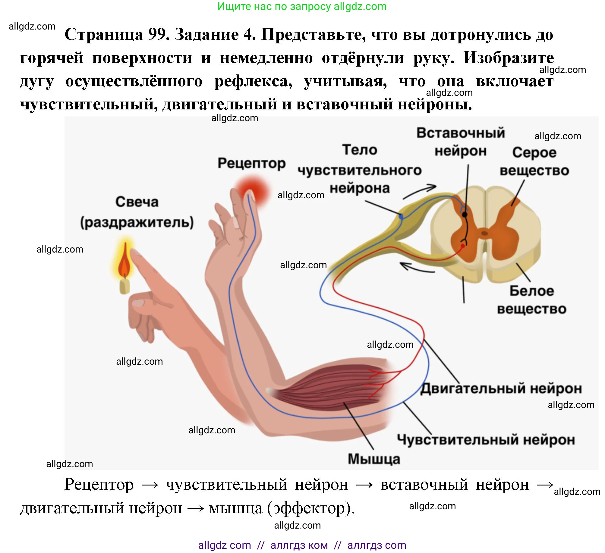 Биология, 8 класс рабочая тетрадь, авторы: Пасечник Владимир Васильевич, Швецов Глеб Геннадьевич, издательство Просвещение, Москва, 2019, страница 99, номер 4, Решение 1