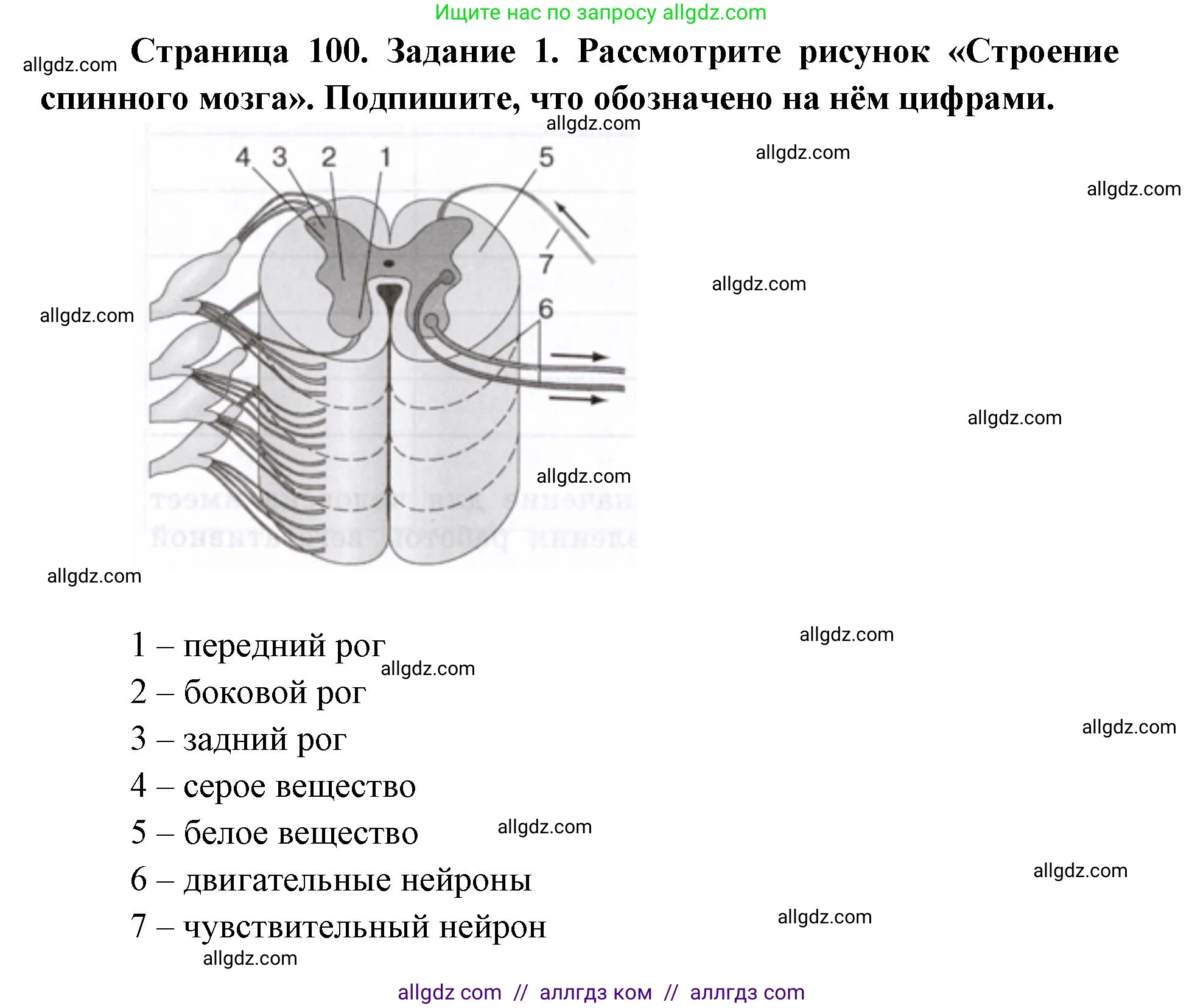Биология, 8 класс рабочая тетрадь, авторы: Пасечник Владимир Васильевич, Швецов Глеб Геннадьевич, издательство Просвещение, Москва, 2019, страница 100, номер 1, Решение 1