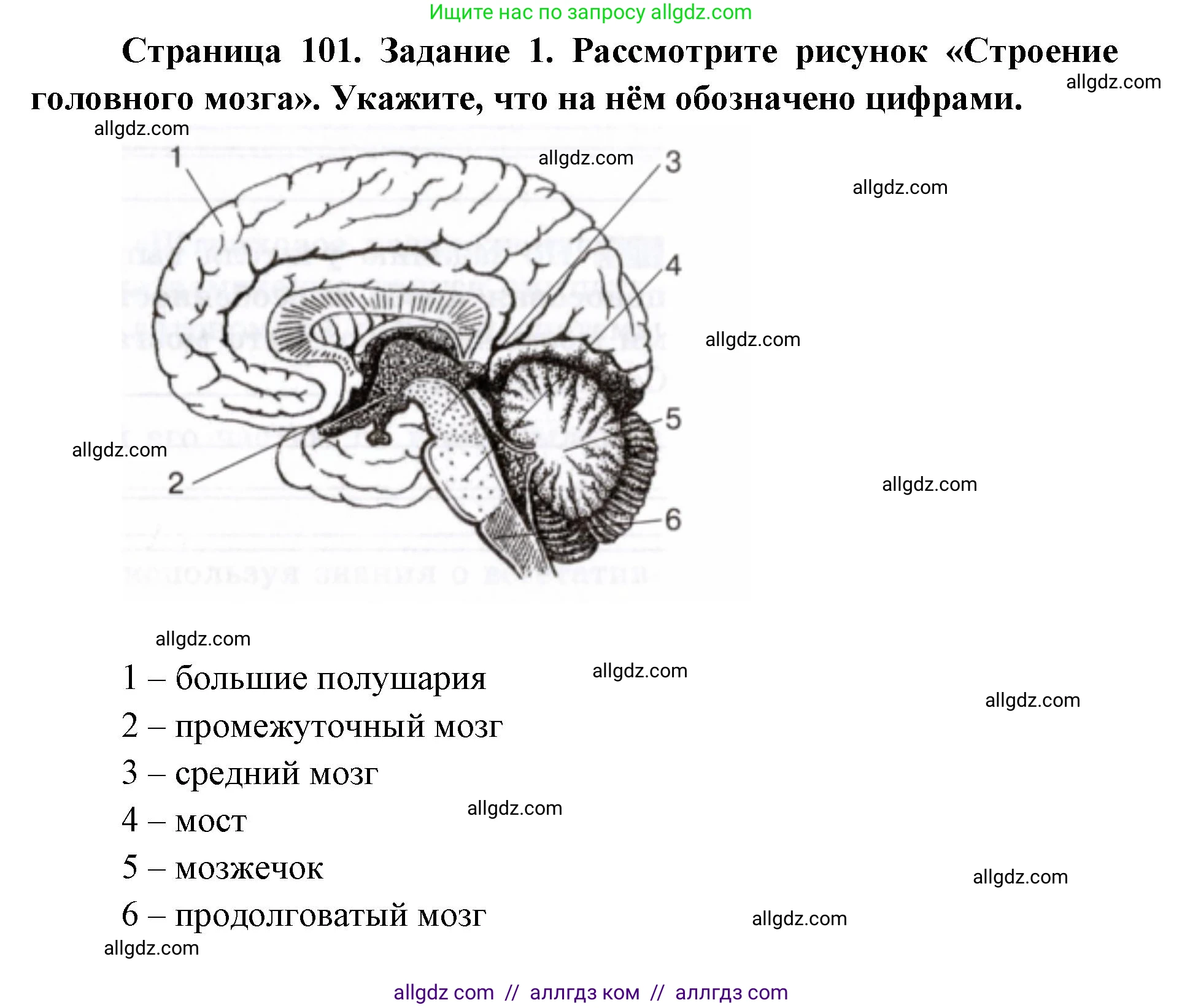 Биология, 8 класс рабочая тетрадь, авторы: Пасечник Владимир Васильевич, Швецов Глеб Геннадьевич, издательство Просвещение, Москва, 2019, страница 101, номер 1, Решение 1