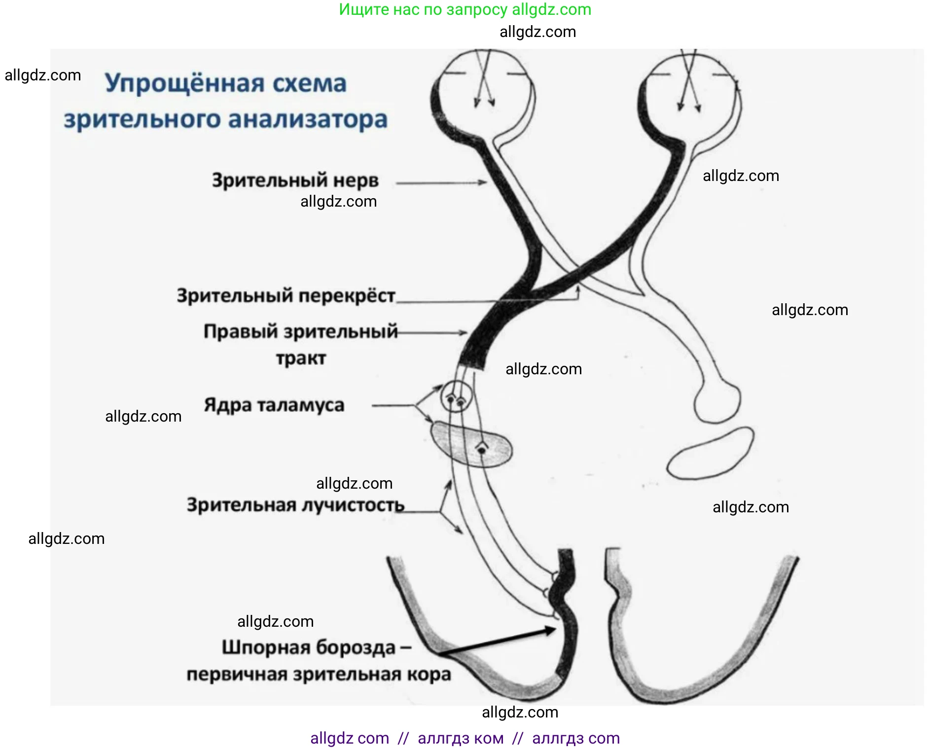 Биология, 8 класс рабочая тетрадь, авторы: Пасечник Владимир Васильевич, Швецов Глеб Геннадьевич, издательство Просвещение, Москва, 2019, страница 107, номер 3, Решение 1 (продолжение 2)