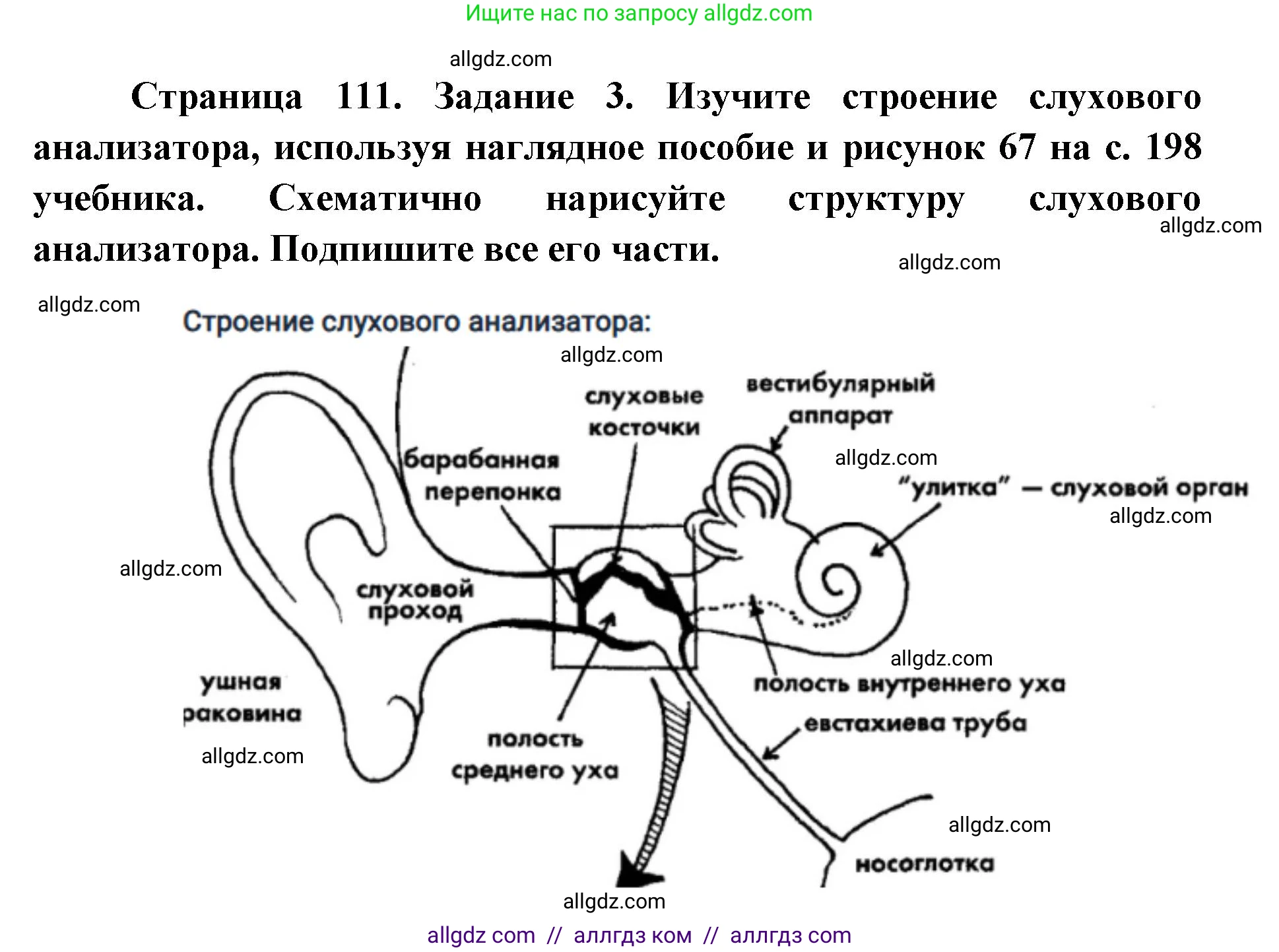 Биология, 8 класс рабочая тетрадь, авторы: Пасечник Владимир Васильевич, Швецов Глеб Геннадьевич, издательство Просвещение, Москва, 2019, страница 111, номер 3, Решение 1