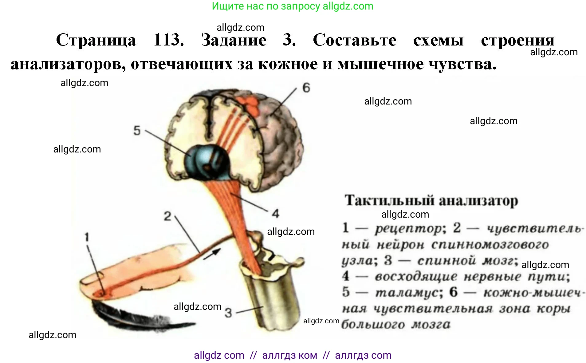 Биология, 8 класс рабочая тетрадь, авторы: Пасечник Владимир Васильевич, Швецов Глеб Геннадьевич, издательство Просвещение, Москва, 2019, страница 113, номер 3, Решение 1