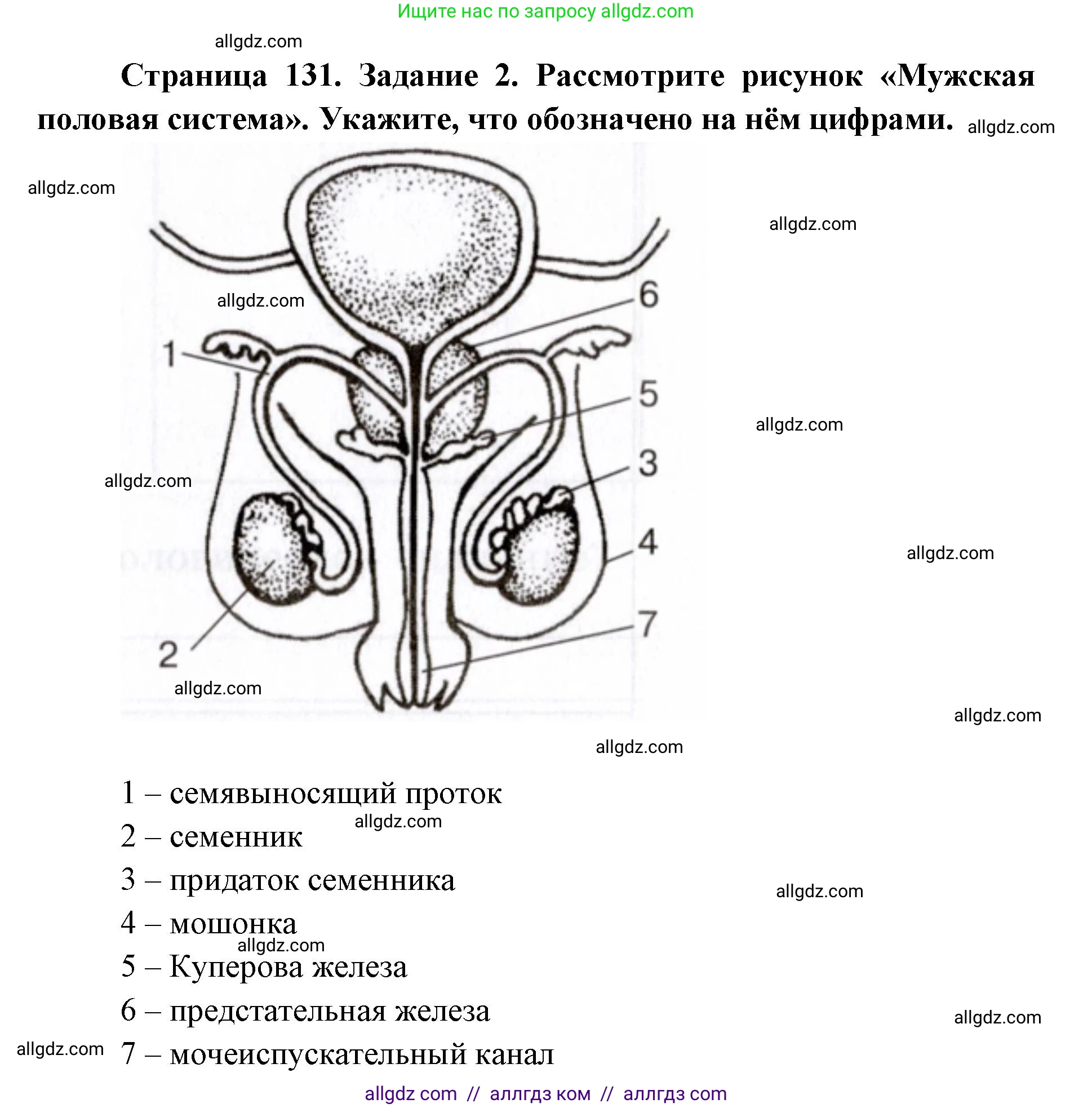 Биология, 8 класс рабочая тетрадь, авторы: Пасечник Владимир Васильевич, Швецов Глеб Геннадьевич, издательство Просвещение, Москва, 2019, страница 131, номер 2, Решение 1
