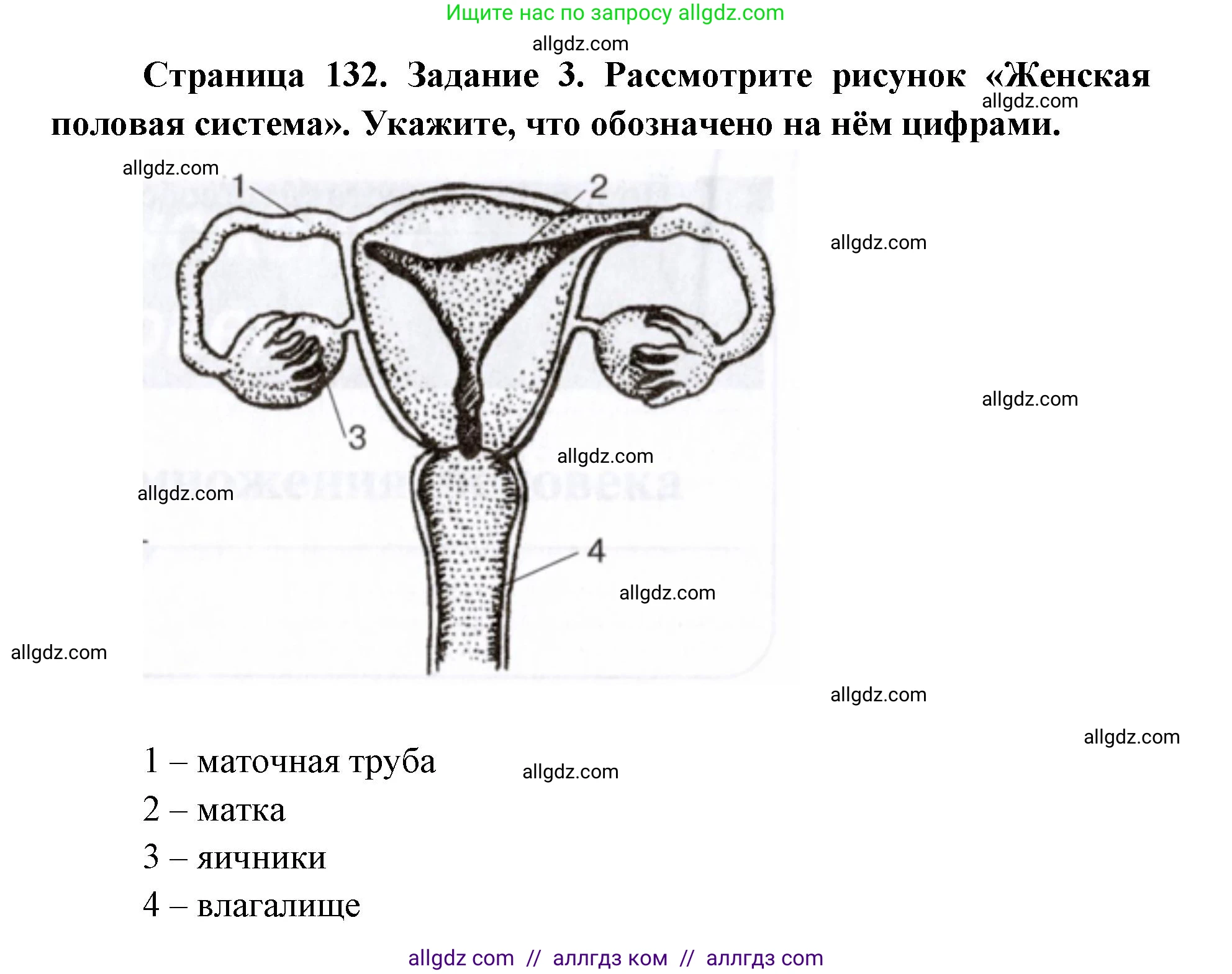 Биология, 8 класс рабочая тетрадь, авторы: Пасечник Владимир Васильевич, Швецов Глеб Геннадьевич, издательство Просвещение, Москва, 2019, страница 132, номер 3, Решение 1