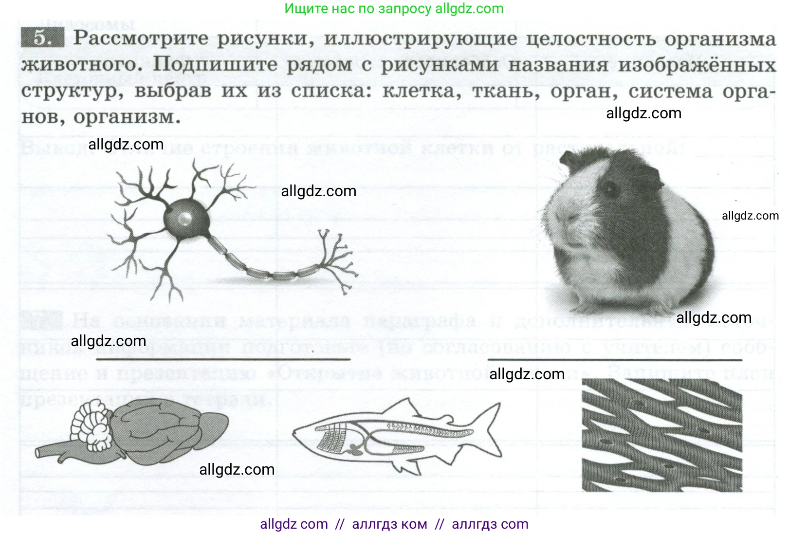Биология, 8 класс рабочая тетрадь, авторы: Суматохин Сергей Витальевич, Пасечник Владимир Васильевич, Гапонюк Зоя Георгиевна, издательство Просвещение, Москва, 2023, оранжевого цвета, страница 12, номер 5, Условие