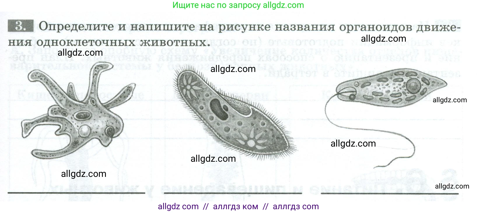 Биология, 8 класс рабочая тетрадь, авторы: Суматохин Сергей Витальевич, Пасечник Владимир Васильевич, Гапонюк Зоя Георгиевна, издательство Просвещение, Москва, 2023, оранжевого цвета, страница 19, номер 3, Условие