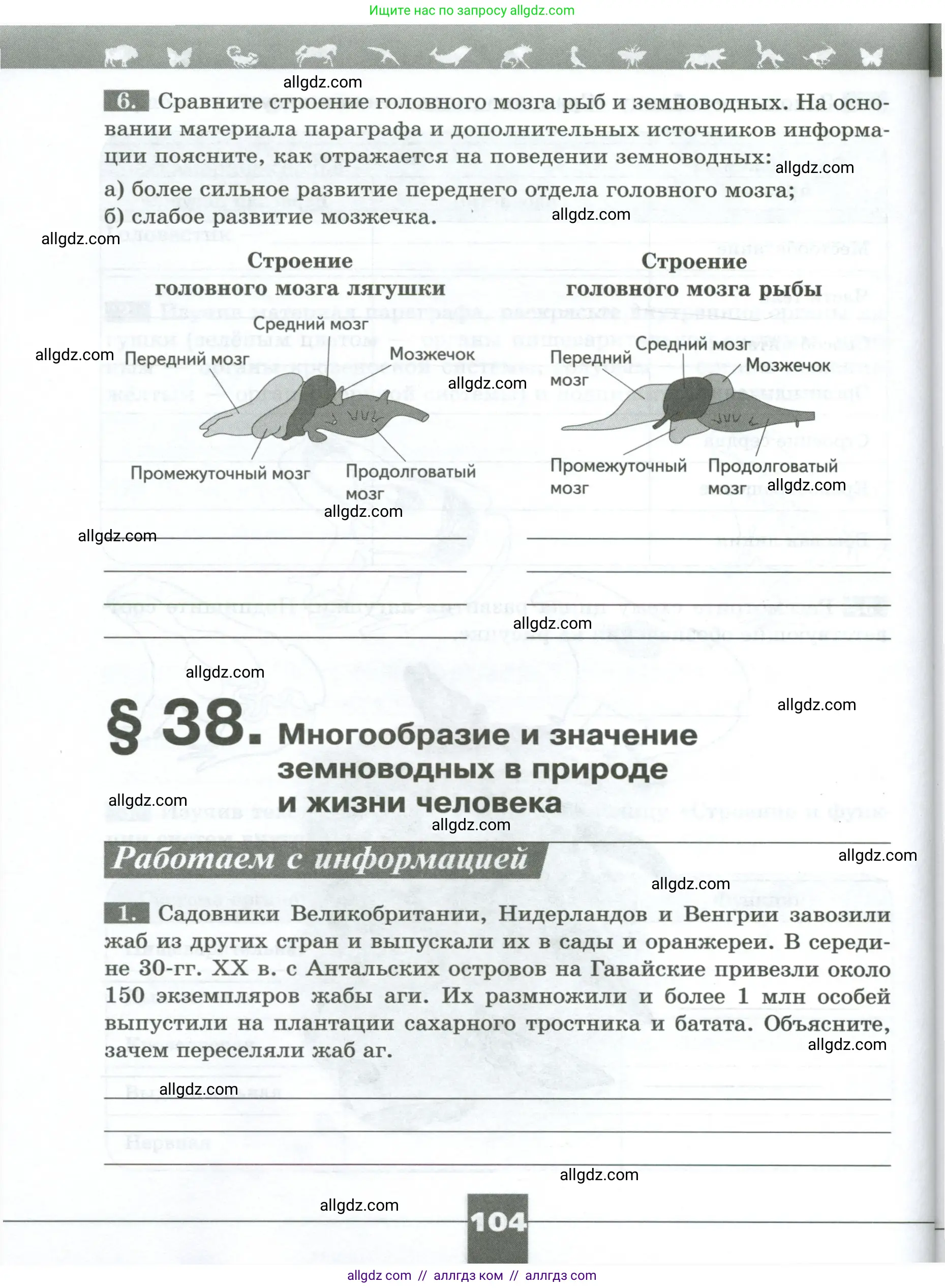 Биология, 8 класс рабочая тетрадь, авторы: Суматохин Сергей Витальевич, Пасечник Владимир Васильевич, Гапонюк Зоя Георгиевна, издательство Просвещение, Москва, 2023, оранжевого цвета, страница 104