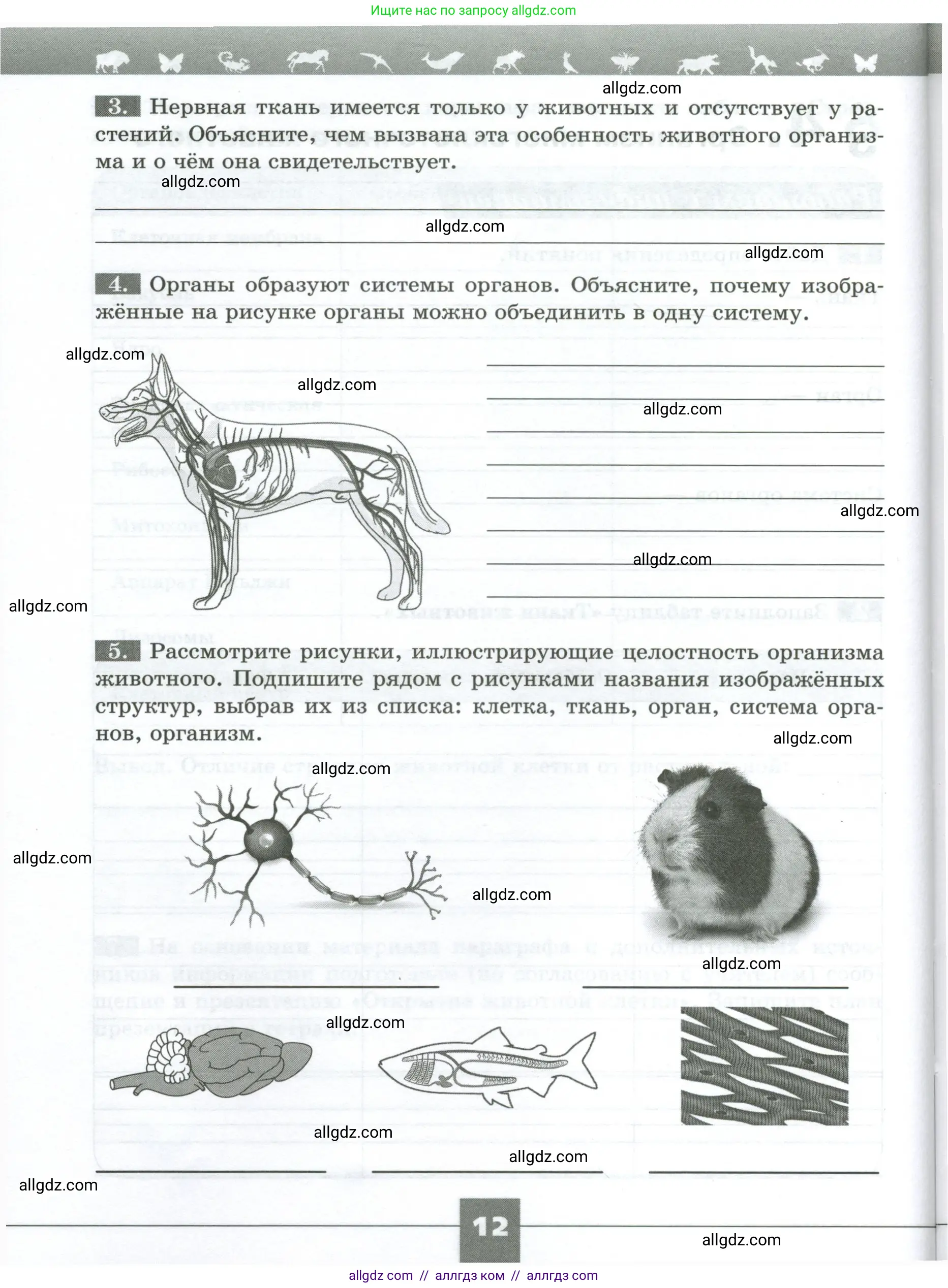 Биология, 8 класс рабочая тетрадь, авторы: Суматохин Сергей Витальевич, Пасечник Владимир Васильевич, Гапонюк Зоя Георгиевна, издательство Просвещение, Москва, 2023, оранжевого цвета, страница 12