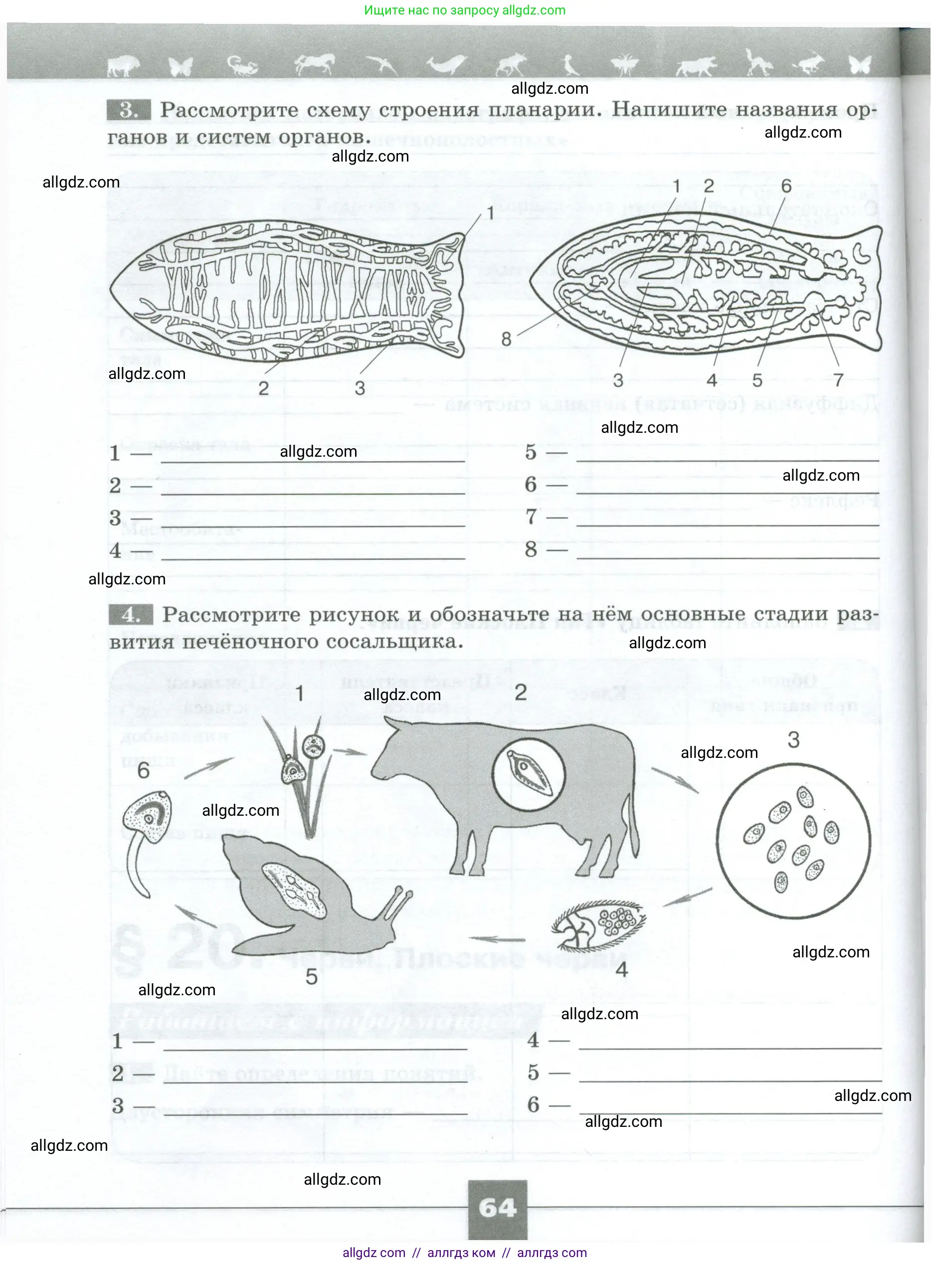 Биология, 8 класс рабочая тетрадь, авторы: Суматохин Сергей Витальевич, Пасечник Владимир Васильевич, Гапонюк Зоя Георгиевна, издательство Просвещение, Москва, 2023, оранжевого цвета, страница 64