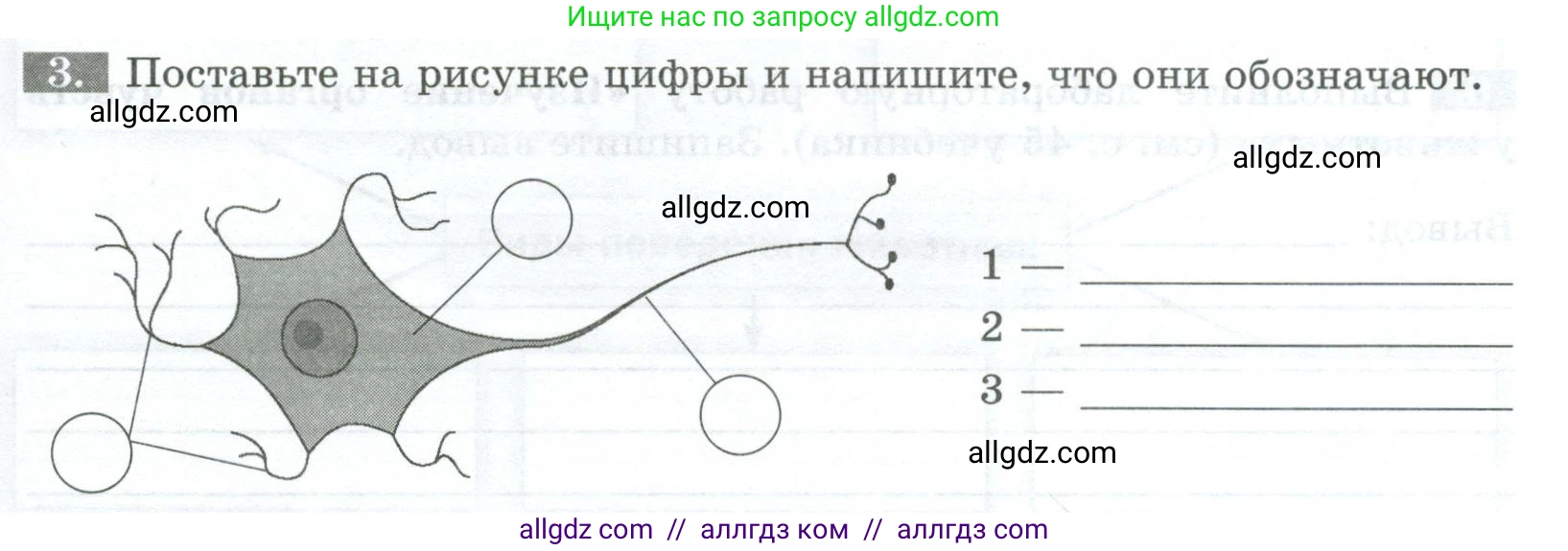 Биология, 8 класс рабочая тетрадь, авторы: Суматохин Сергей Витальевич, Пасечник Владимир Васильевич, Гапонюк Зоя Георгиевна, издательство Просвещение, Москва, 2023, оранжевого цвета, страница 31, номер 3, Условие