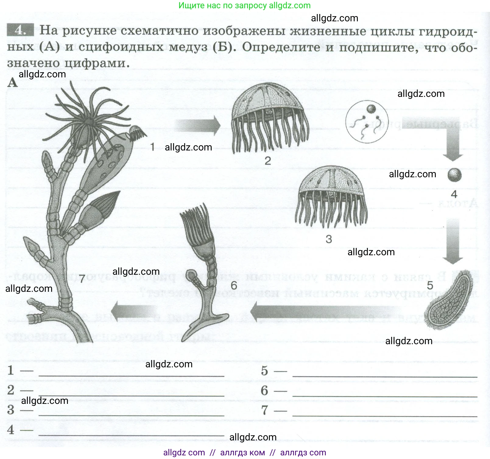 Биология, 8 класс рабочая тетрадь, авторы: Суматохин Сергей Витальевич, Пасечник Владимир Васильевич, Гапонюк Зоя Георгиевна, издательство Просвещение, Москва, 2023, оранжевого цвета, страница 60, номер 4, Условие