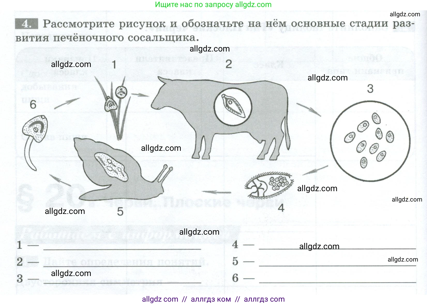 Биология, 8 класс рабочая тетрадь, авторы: Суматохин Сергей Витальевич, Пасечник Владимир Васильевич, Гапонюк Зоя Георгиевна, издательство Просвещение, Москва, 2023, оранжевого цвета, страница 64, номер 4, Условие