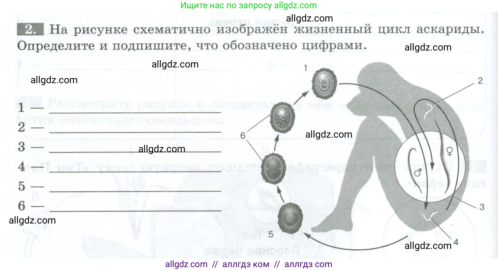 Биология, 8 класс рабочая тетрадь, авторы: Суматохин Сергей Витальевич, Пасечник Владимир Васильевич, Гапонюк Зоя Георгиевна, издательство Просвещение, Москва, 2023, оранжевого цвета, страница 66, номер 2, Условие