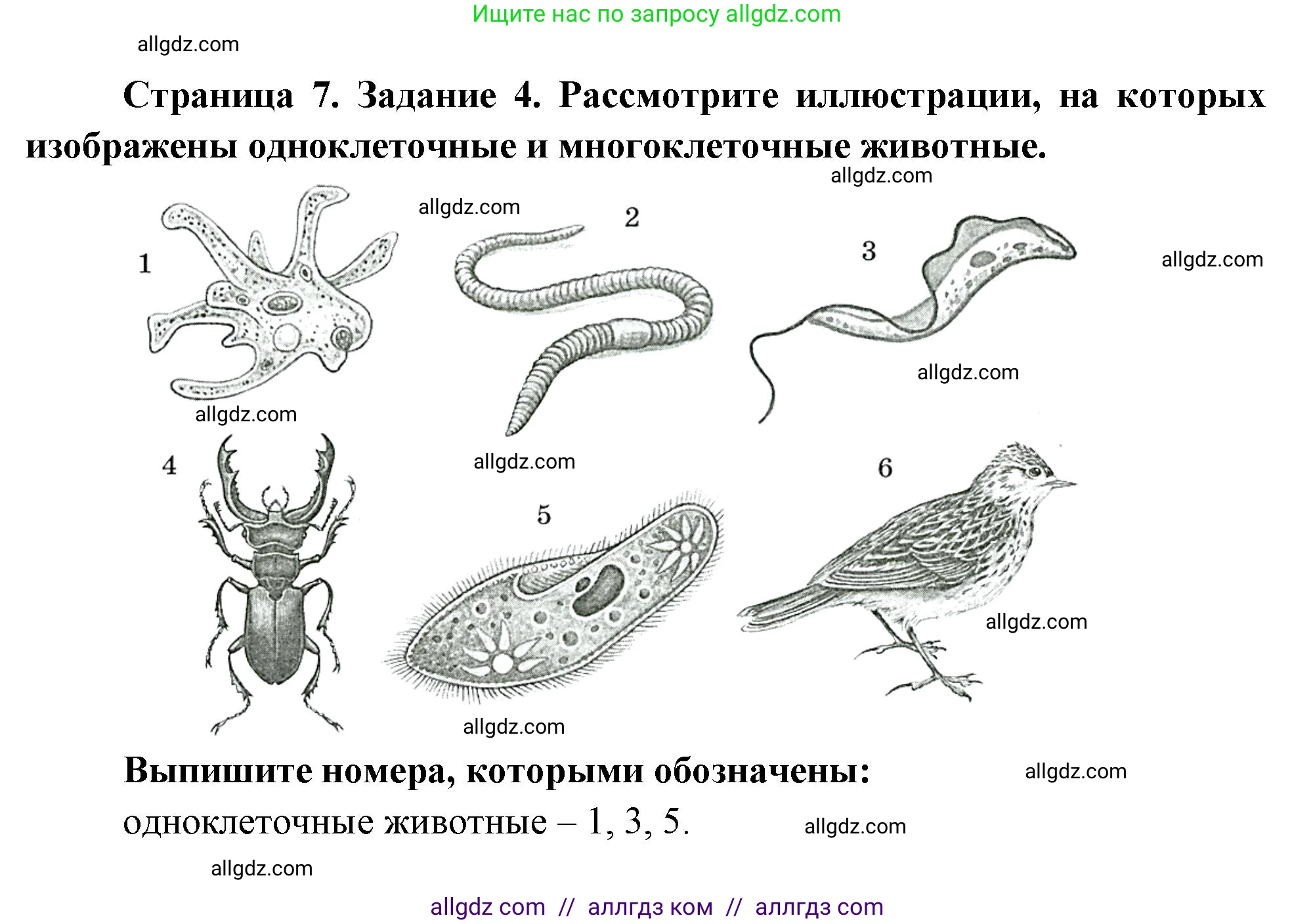 Биология, 8 класс рабочая тетрадь, авторы: Суматохин Сергей Витальевич, Пасечник Владимир Васильевич, Гапонюк Зоя Георгиевна, издательство Просвещение, Москва, 2023, оранжевого цвета, страница 7, номер 4, Решение