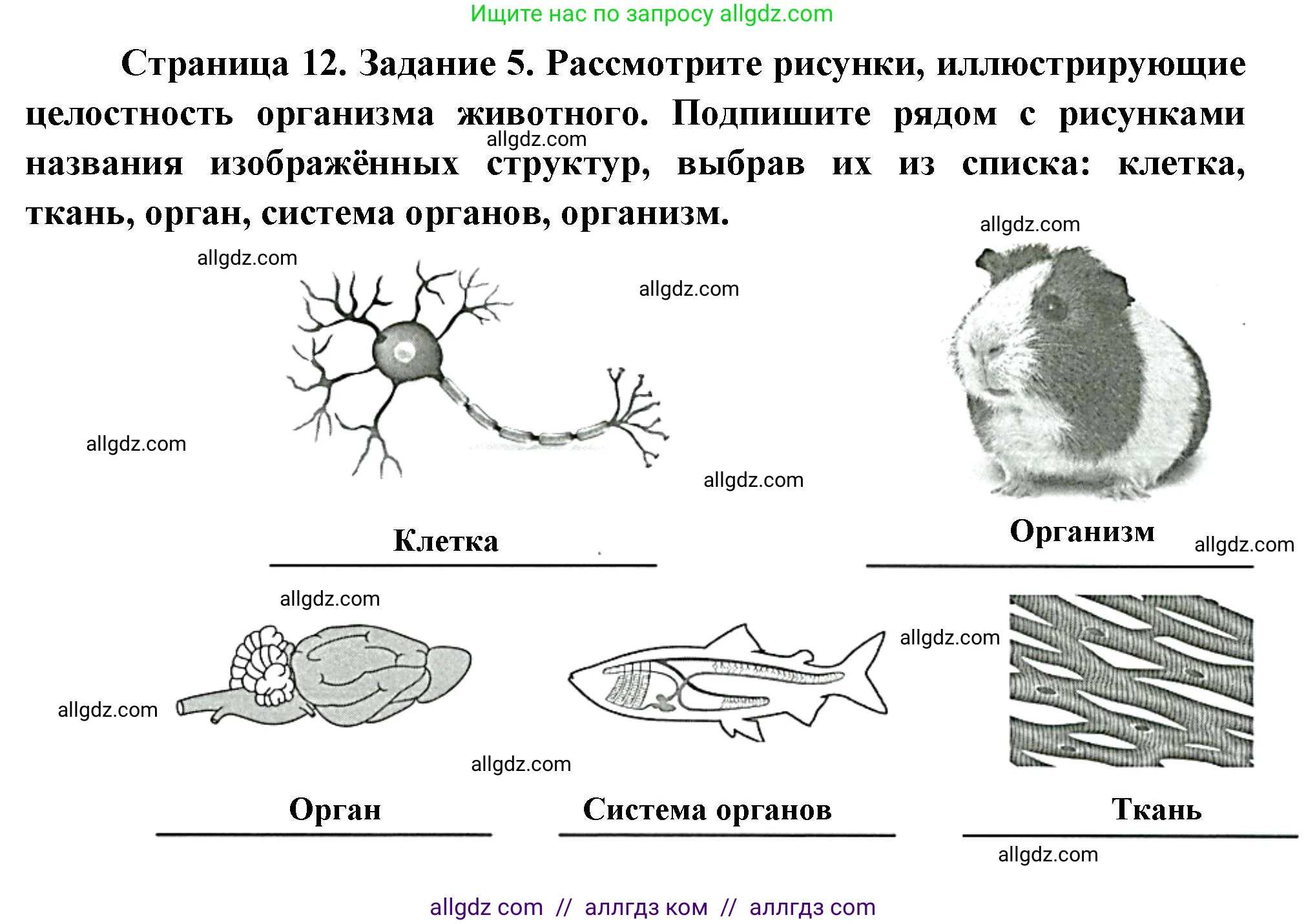Биология, 8 класс рабочая тетрадь, авторы: Суматохин Сергей Витальевич, Пасечник Владимир Васильевич, Гапонюк Зоя Георгиевна, издательство Просвещение, Москва, 2023, оранжевого цвета, страница 12, номер 5, Решение