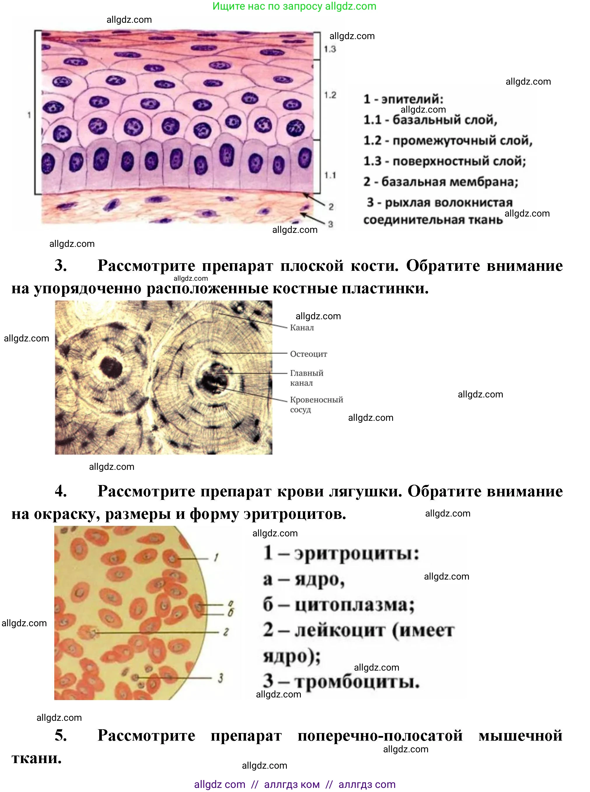 Биология, 8 класс рабочая тетрадь, авторы: Суматохин Сергей Витальевич, Пасечник Владимир Васильевич, Гапонюк Зоя Георгиевна, издательство Просвещение, Москва, 2023, оранжевого цвета, страница 13, номер 7, Решение (продолжение 3)