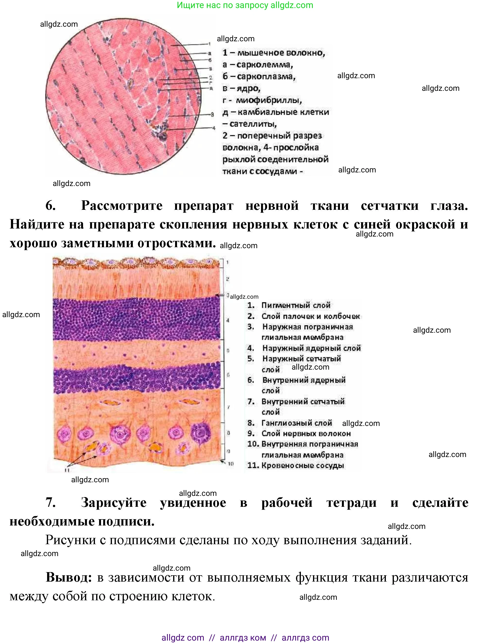 Биология, 8 класс рабочая тетрадь, авторы: Суматохин Сергей Витальевич, Пасечник Владимир Васильевич, Гапонюк Зоя Георгиевна, издательство Просвещение, Москва, 2023, оранжевого цвета, страница 13, номер 7, Решение (продолжение 4)