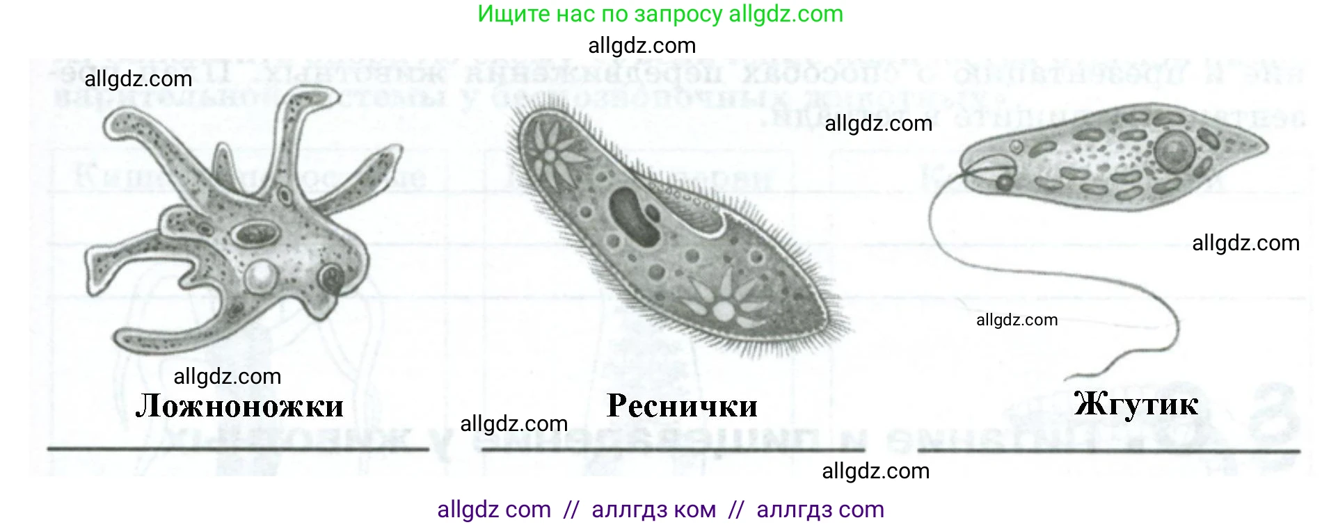 Биология, 8 класс рабочая тетрадь, авторы: Суматохин Сергей Витальевич, Пасечник Владимир Васильевич, Гапонюк Зоя Георгиевна, издательство Просвещение, Москва, 2023, оранжевого цвета, страница 19, номер 3, Решение (продолжение 2)