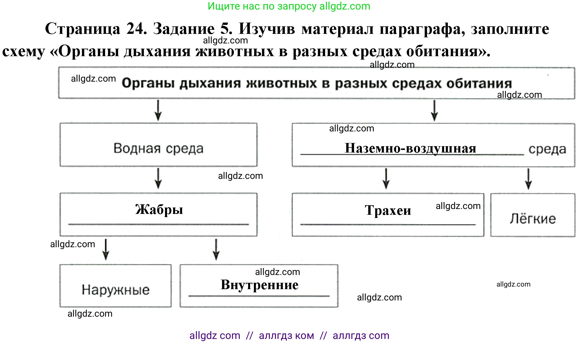 Биология, 8 класс рабочая тетрадь, авторы: Суматохин Сергей Витальевич, Пасечник Владимир Васильевич, Гапонюк Зоя Георгиевна, издательство Просвещение, Москва, 2023, оранжевого цвета, страница 24, номер 5, Решение
