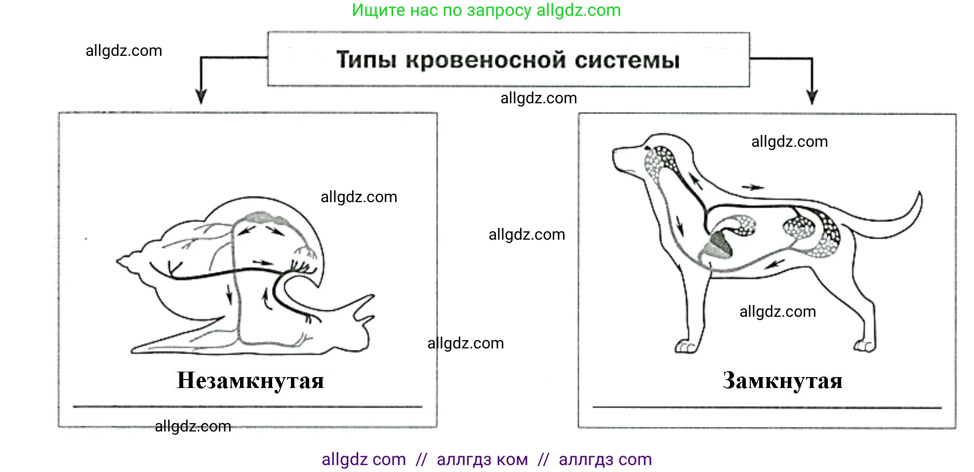Биология, 8 класс рабочая тетрадь, авторы: Суматохин Сергей Витальевич, Пасечник Владимир Васильевич, Гапонюк Зоя Георгиевна, издательство Просвещение, Москва, 2023, оранжевого цвета, страница 26, номер 3, Решение (продолжение 2)