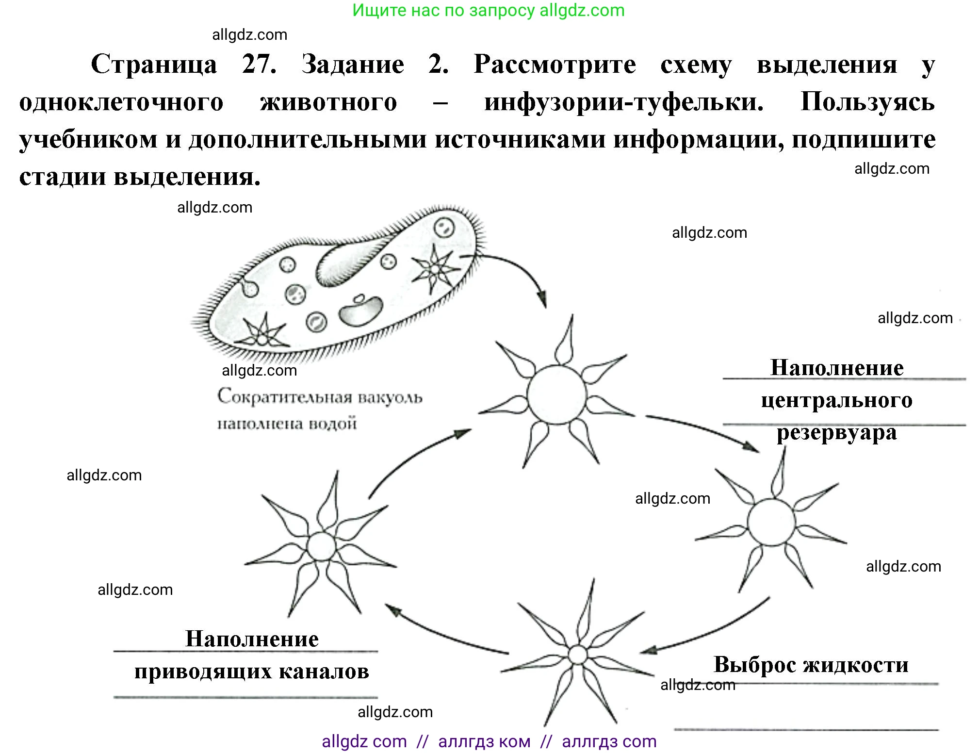 Биология, 8 класс рабочая тетрадь, авторы: Суматохин Сергей Витальевич, Пасечник Владимир Васильевич, Гапонюк Зоя Георгиевна, издательство Просвещение, Москва, 2023, оранжевого цвета, страница 27, номер 2, Решение