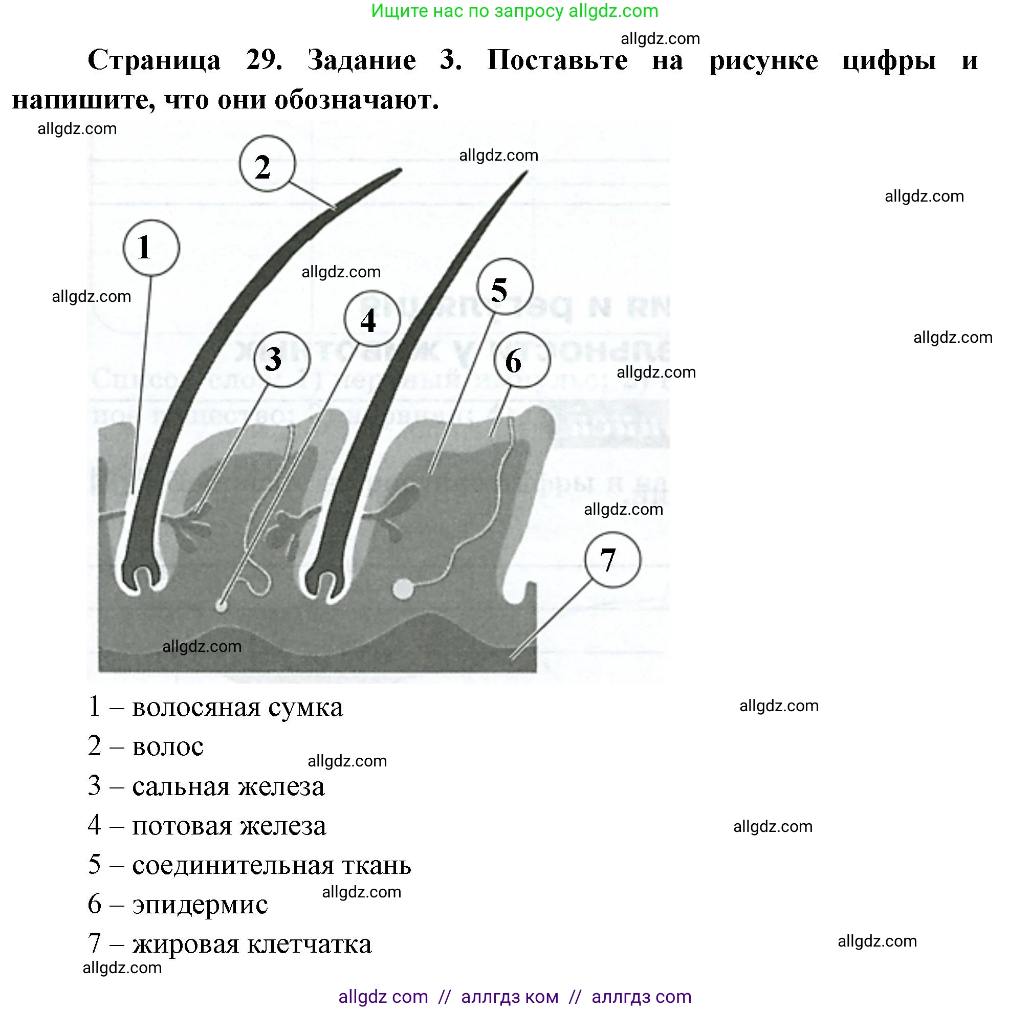Биология, 8 класс рабочая тетрадь, авторы: Суматохин Сергей Витальевич, Пасечник Владимир Васильевич, Гапонюк Зоя Георгиевна, издательство Просвещение, Москва, 2023, оранжевого цвета, страница 29, номер 3, Решение