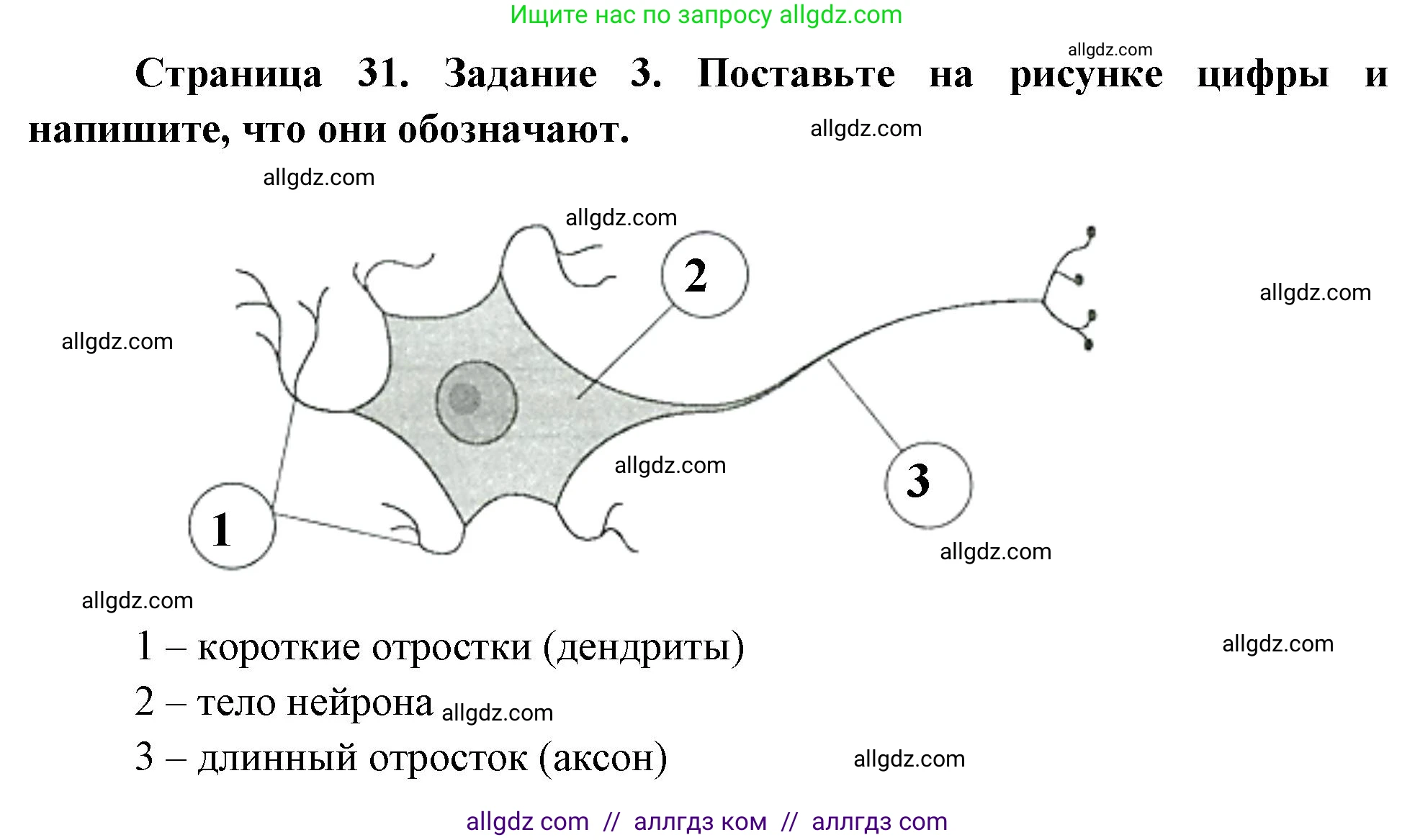 Биология, 8 класс рабочая тетрадь, авторы: Суматохин Сергей Витальевич, Пасечник Владимир Васильевич, Гапонюк Зоя Георгиевна, издательство Просвещение, Москва, 2023, оранжевого цвета, страница 31, номер 3, Решение