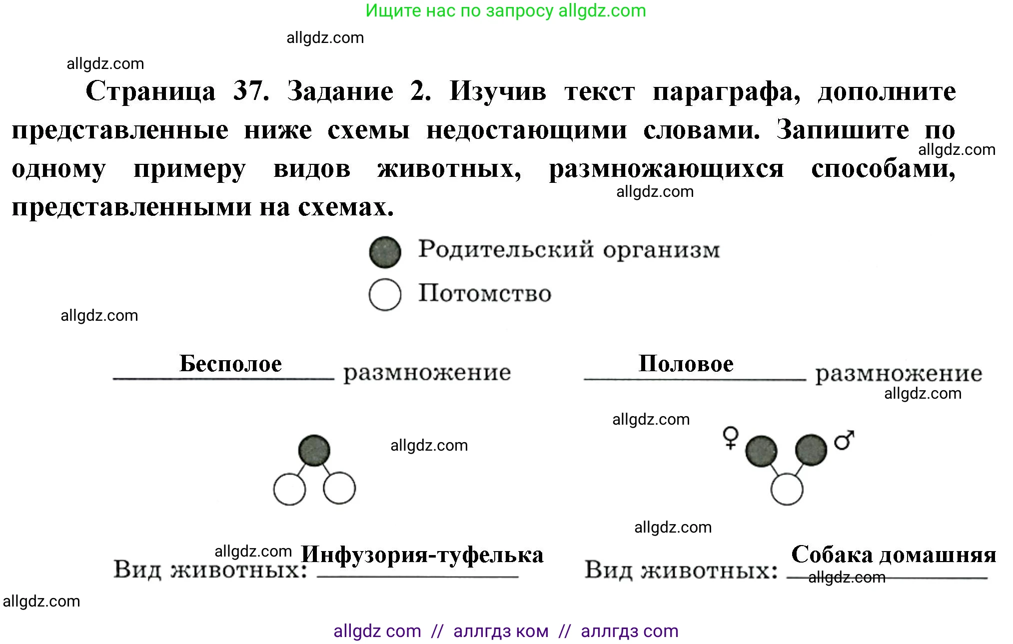 Биология, 8 класс рабочая тетрадь, авторы: Суматохин Сергей Витальевич, Пасечник Владимир Васильевич, Гапонюк Зоя Георгиевна, издательство Просвещение, Москва, 2023, оранжевого цвета, страница 37, номер 2, Решение