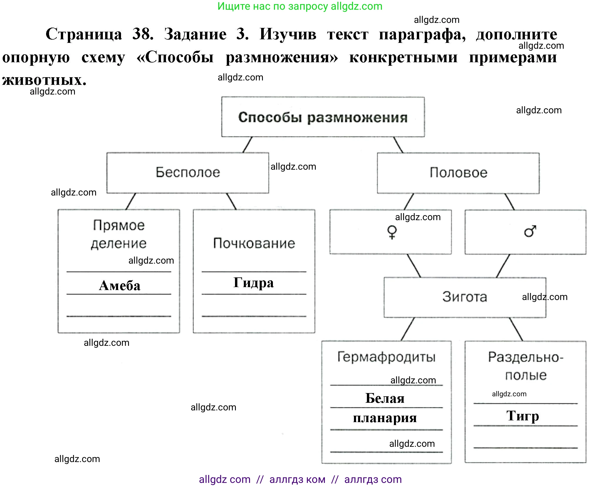 Биология, 8 класс рабочая тетрадь, авторы: Суматохин Сергей Витальевич, Пасечник Владимир Васильевич, Гапонюк Зоя Георгиевна, издательство Просвещение, Москва, 2023, оранжевого цвета, страница 38, номер 3, Решение