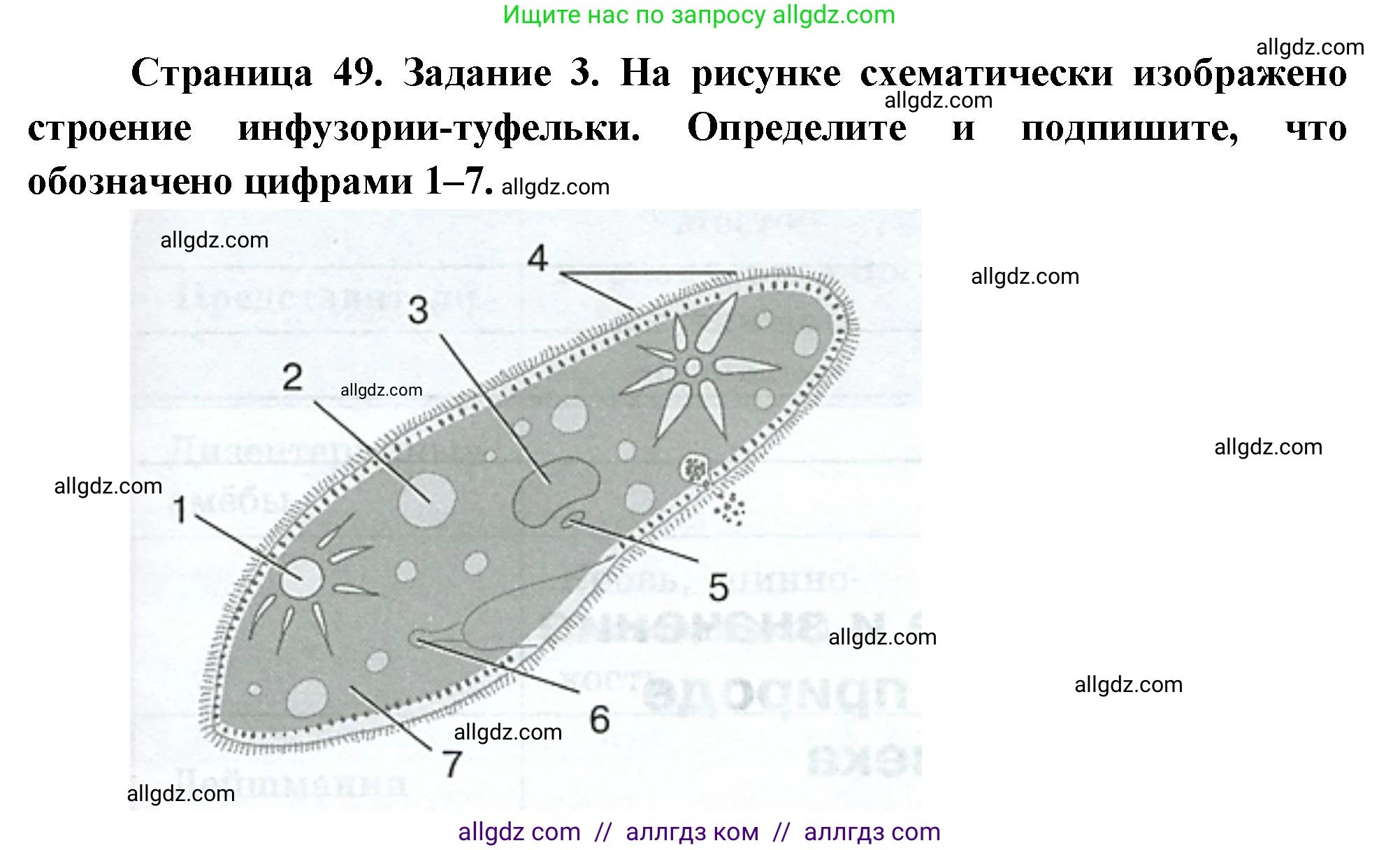 Биология, 8 класс рабочая тетрадь, авторы: Суматохин Сергей Витальевич, Пасечник Владимир Васильевич, Гапонюк Зоя Георгиевна, издательство Просвещение, Москва, 2023, оранжевого цвета, страница 49, номер 3, Решение