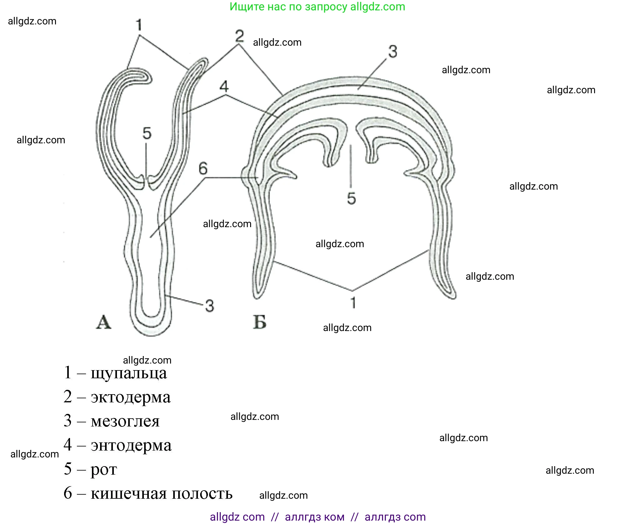 Биология, 8 класс рабочая тетрадь, авторы: Суматохин Сергей Витальевич, Пасечник Владимир Васильевич, Гапонюк Зоя Георгиевна, издательство Просвещение, Москва, 2023, оранжевого цвета, страница 56, номер 3, Решение (продолжение 2)