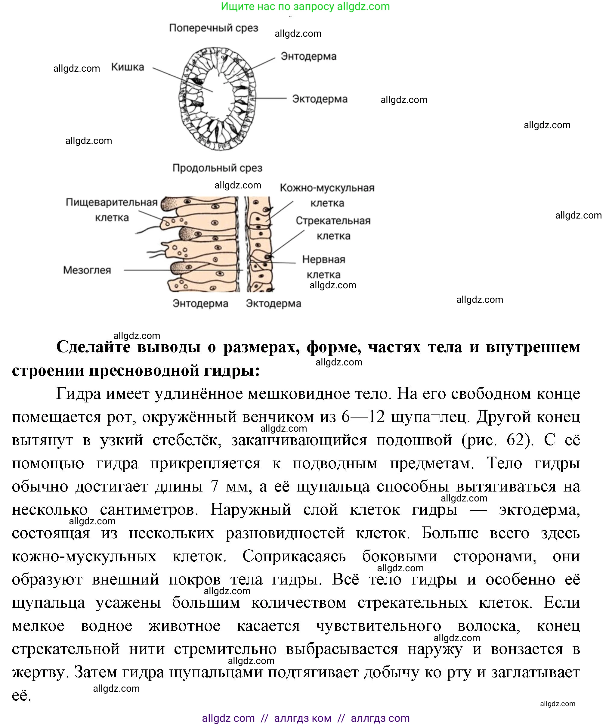 Биология, 8 класс рабочая тетрадь, авторы: Суматохин Сергей Витальевич, Пасечник Владимир Васильевич, Гапонюк Зоя Георгиевна, издательство Просвещение, Москва, 2023, оранжевого цвета, страница 58, номер 6, Решение (продолжение 2)