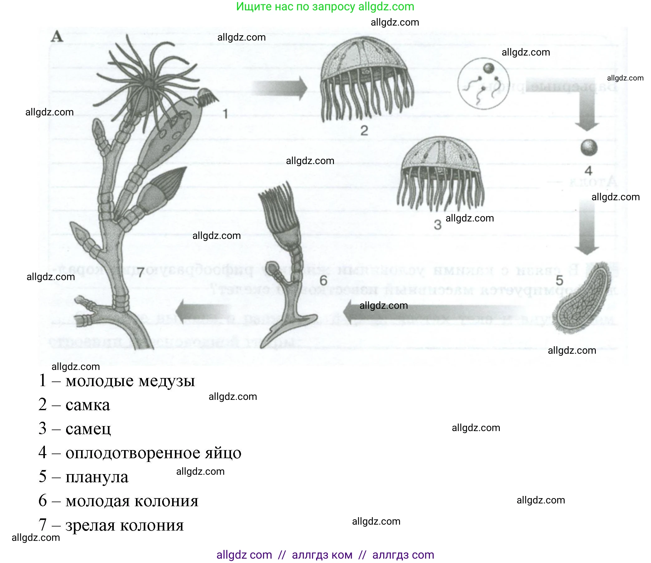 Биология, 8 класс рабочая тетрадь, авторы: Суматохин Сергей Витальевич, Пасечник Владимир Васильевич, Гапонюк Зоя Георгиевна, издательство Просвещение, Москва, 2023, оранжевого цвета, страница 60, номер 4, Решение (продолжение 2)