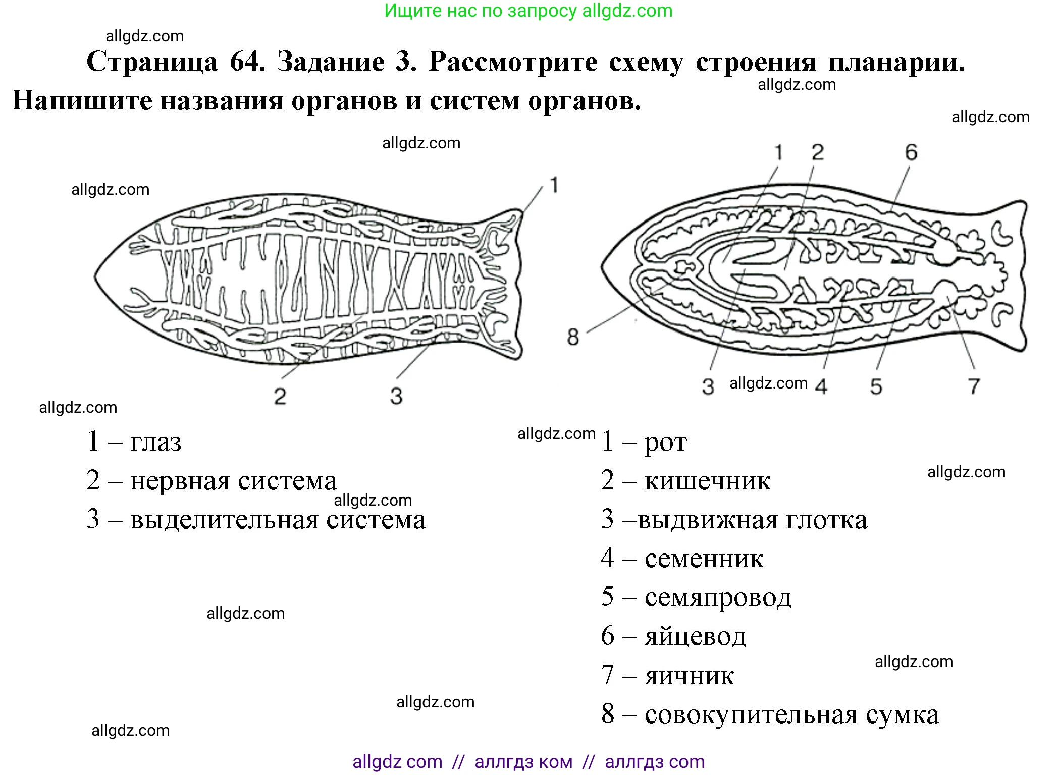 Биология, 8 класс рабочая тетрадь, авторы: Суматохин Сергей Витальевич, Пасечник Владимир Васильевич, Гапонюк Зоя Георгиевна, издательство Просвещение, Москва, 2023, оранжевого цвета, страница 64, номер 3, Решение