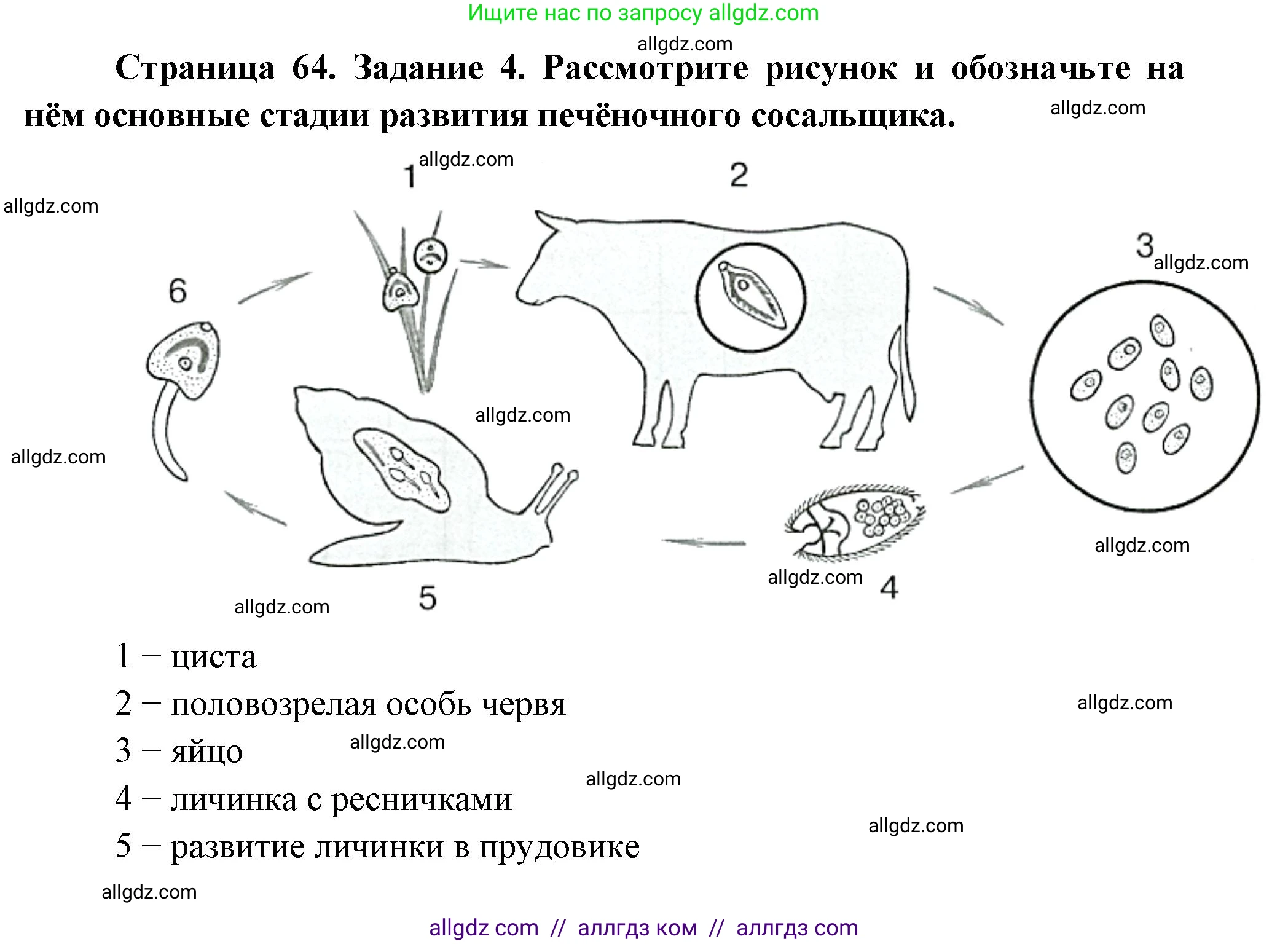 Биология, 8 класс рабочая тетрадь, авторы: Суматохин Сергей Витальевич, Пасечник Владимир Васильевич, Гапонюк Зоя Георгиевна, издательство Просвещение, Москва, 2023, оранжевого цвета, страница 64, номер 4, Решение
