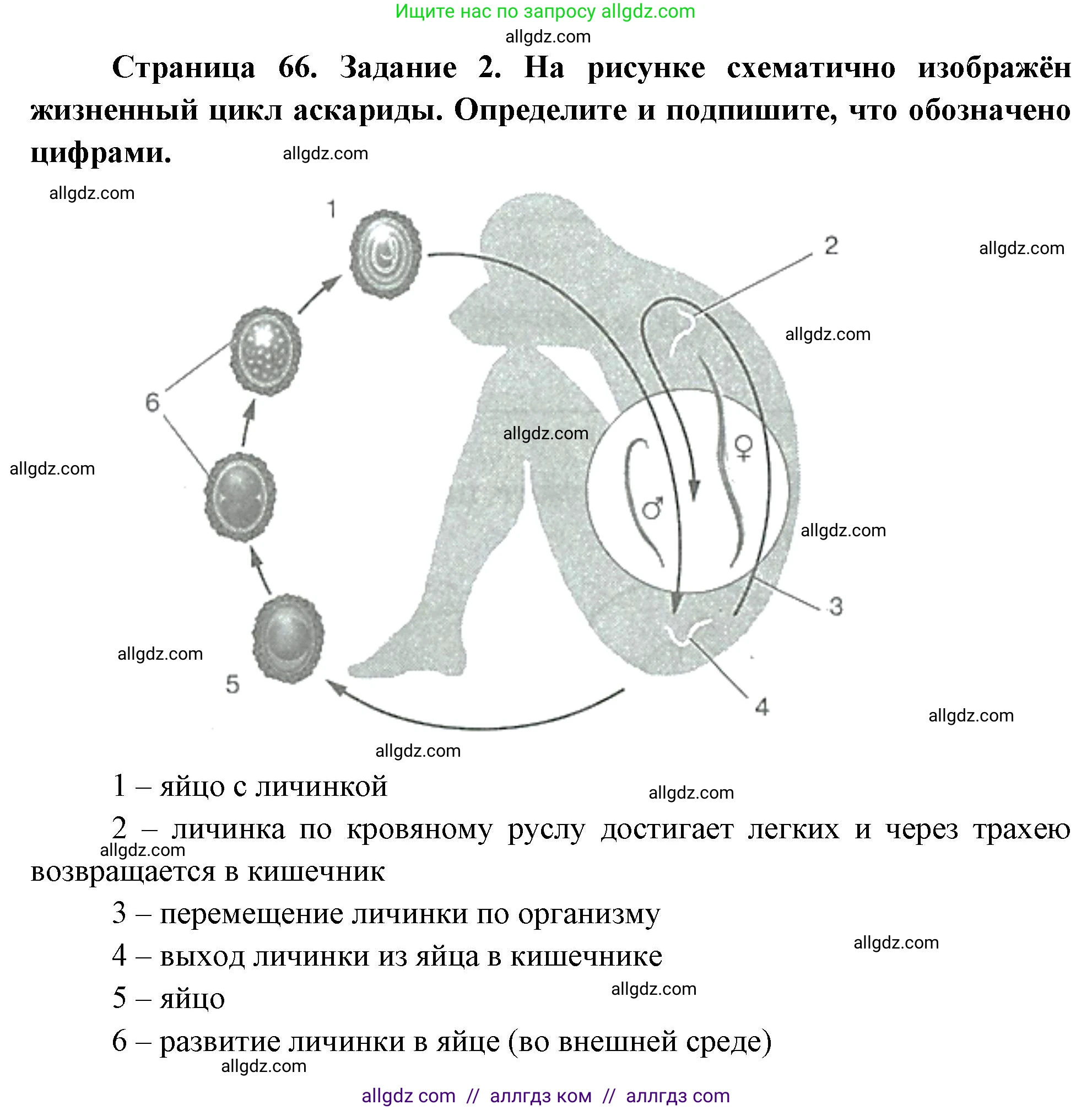 Биология, 8 класс рабочая тетрадь, авторы: Суматохин Сергей Витальевич, Пасечник Владимир Васильевич, Гапонюк Зоя Георгиевна, издательство Просвещение, Москва, 2023, оранжевого цвета, страница 66, номер 2, Решение