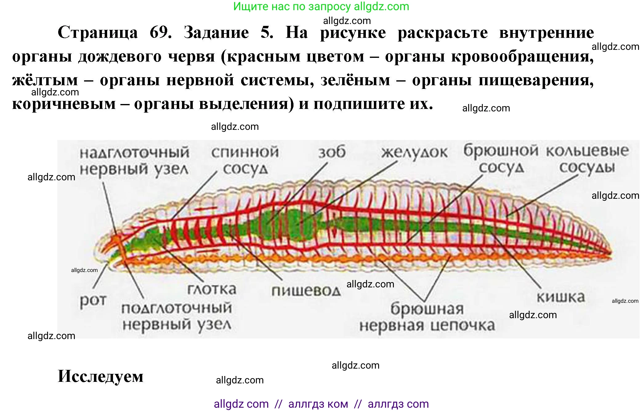 Биология, 8 класс рабочая тетрадь, авторы: Суматохин Сергей Витальевич, Пасечник Владимир Васильевич, Гапонюк Зоя Георгиевна, издательство Просвещение, Москва, 2023, оранжевого цвета, страница 69, номер 5, Решение